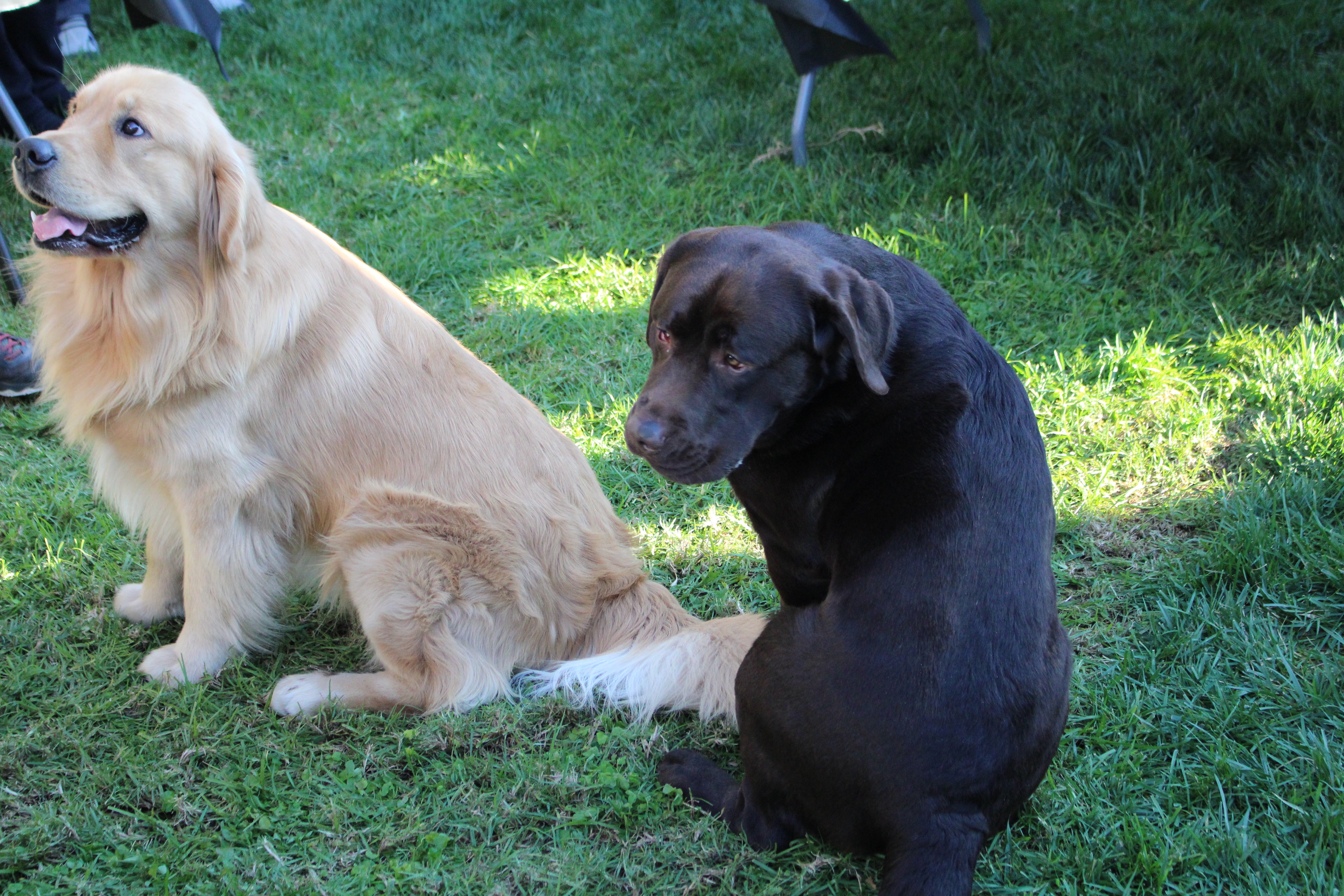 Cesar Millan Dog Therapy (2).jpg