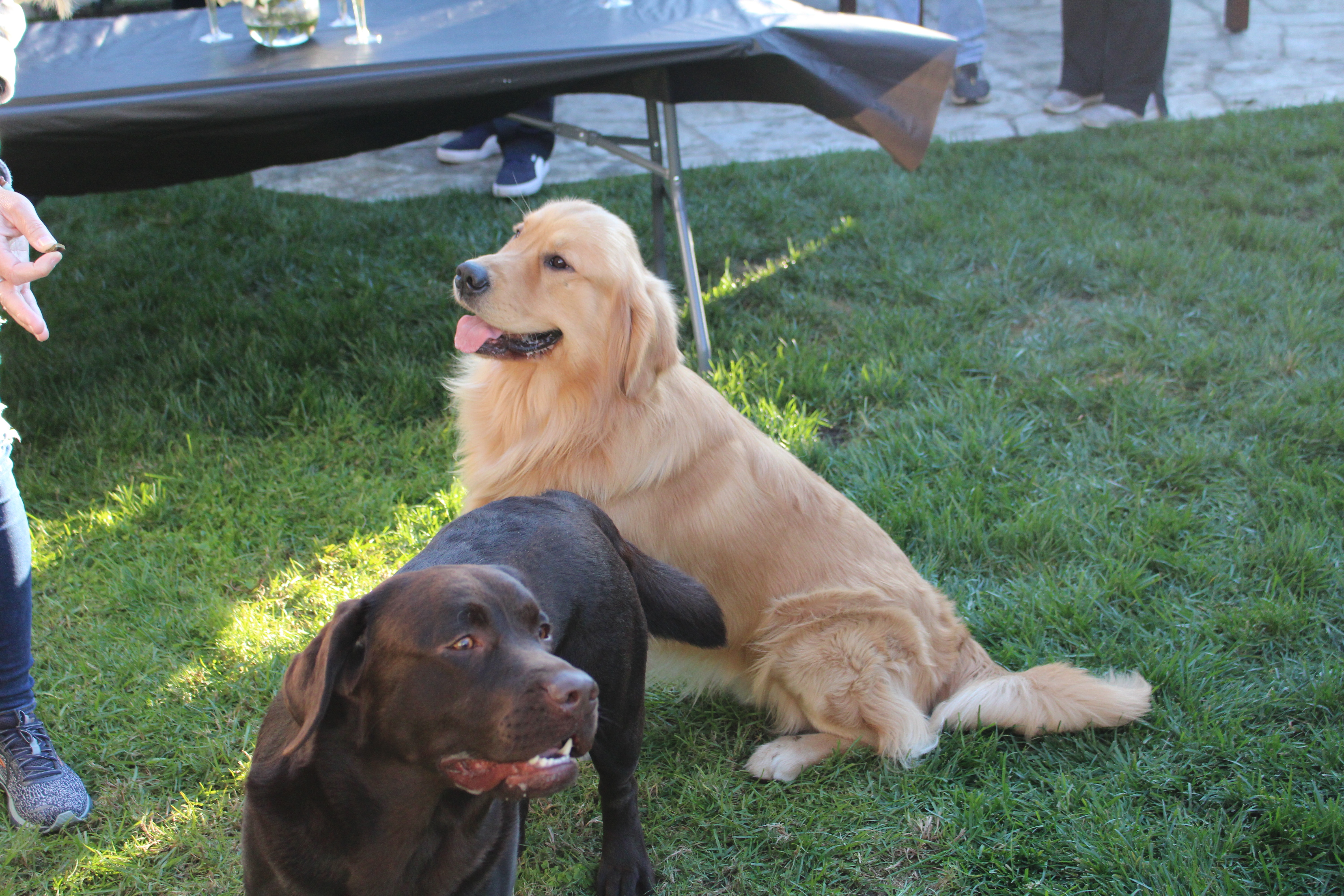 Cesar Millan Dog Therapy.jpg