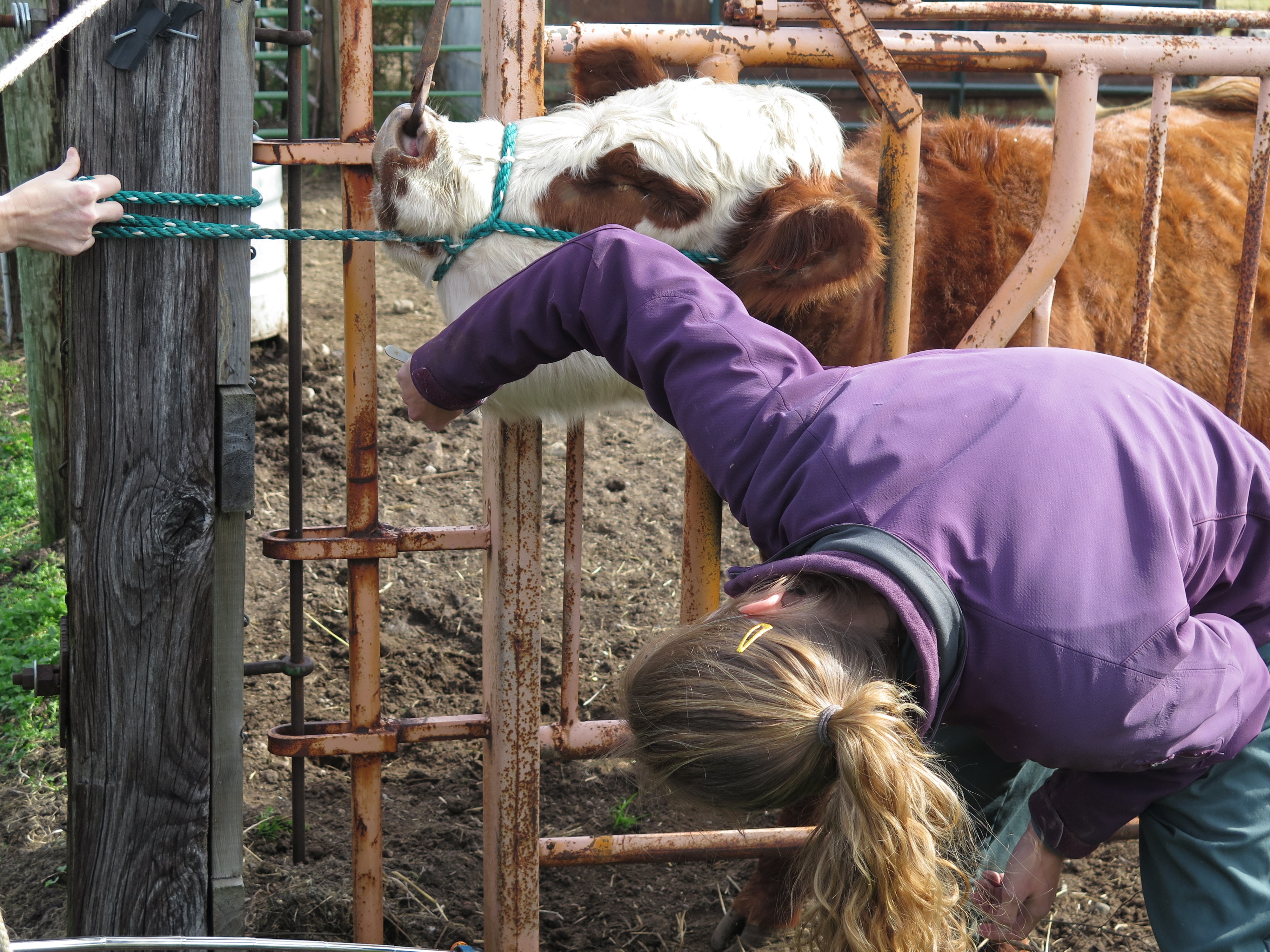 Dr.Pol The Return of Dr. Strangeglove (2).jpg