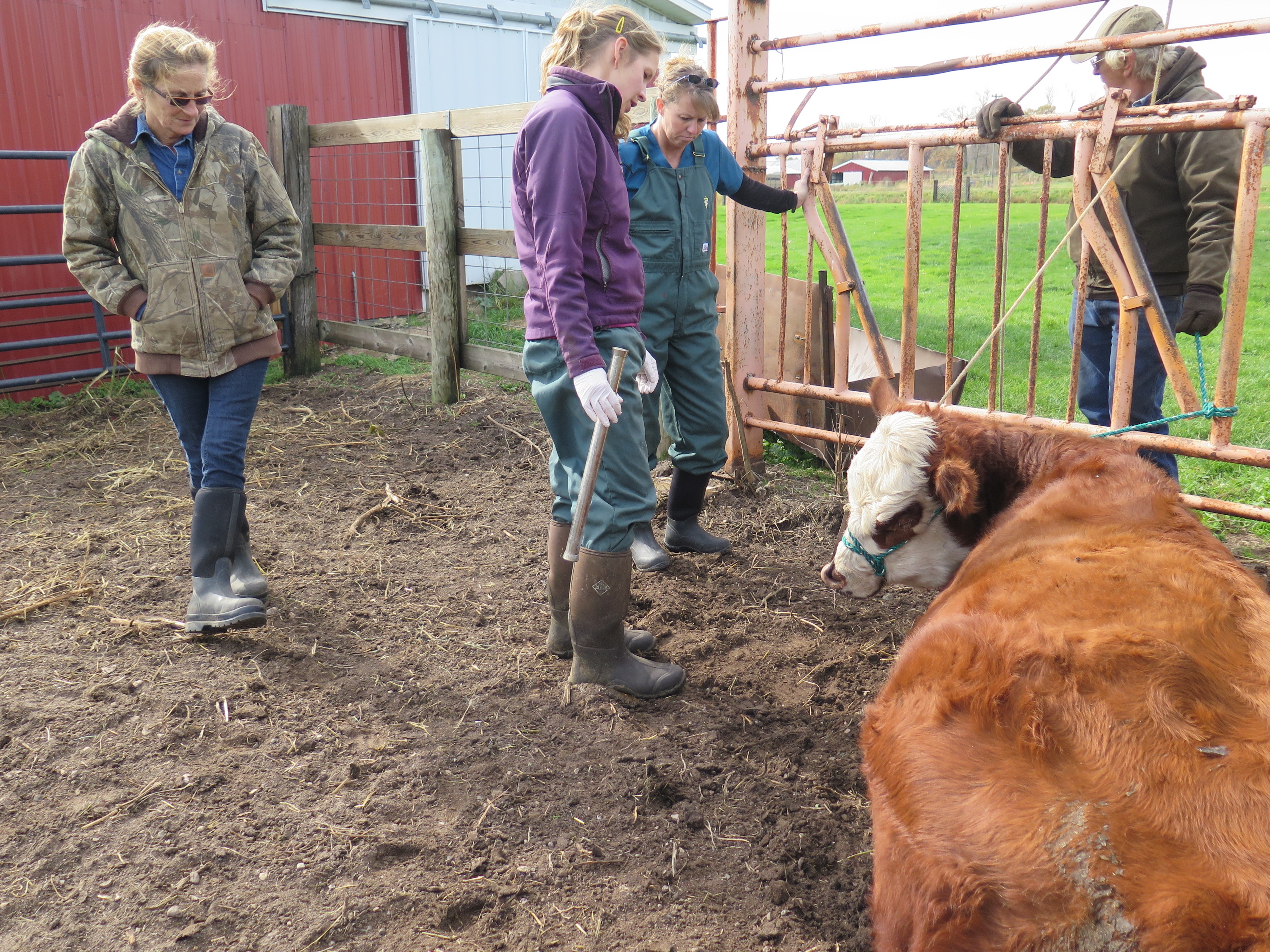 Dr.Pol The Return of Dr. Strangeglove (3).jpg