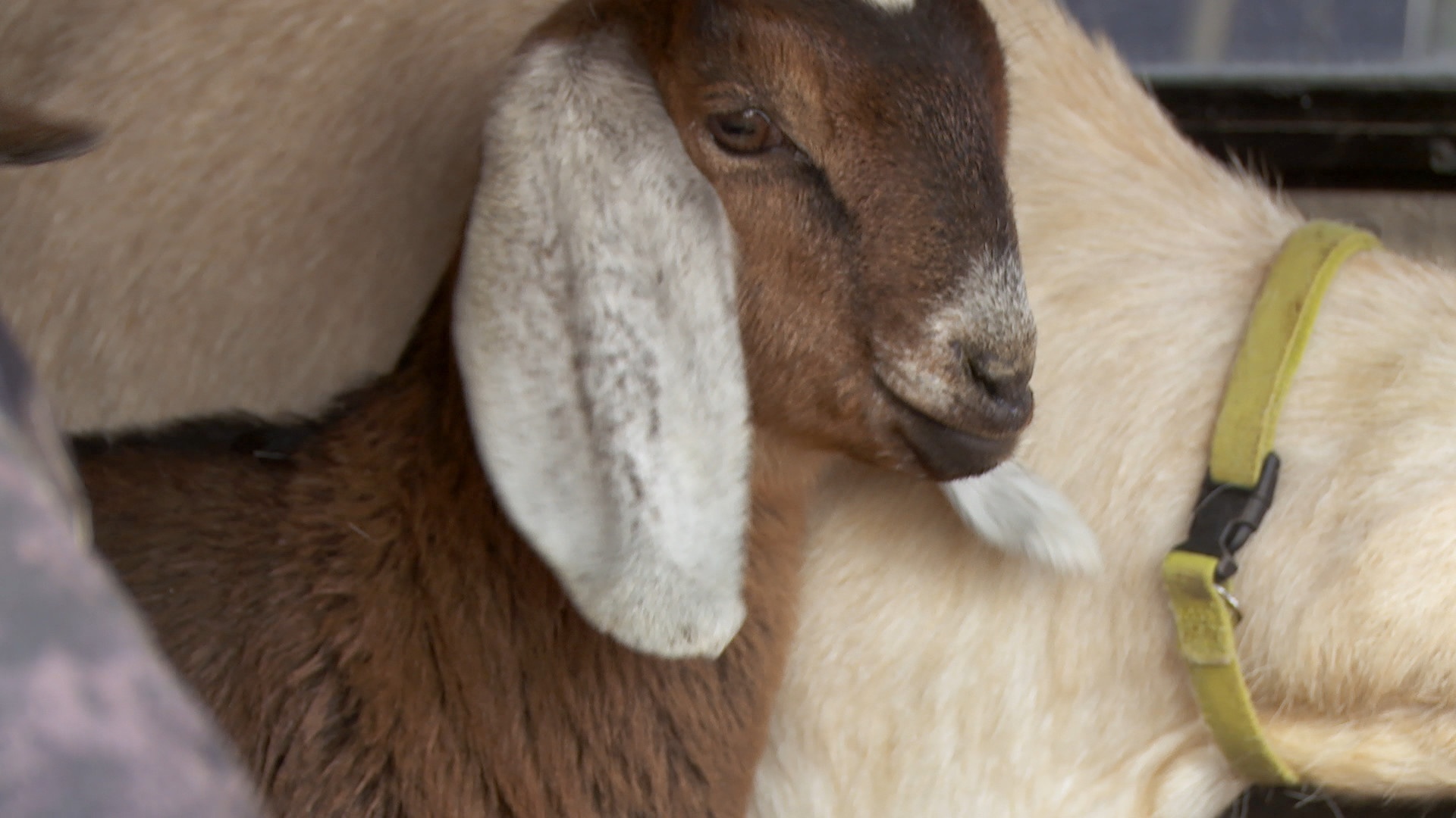 dr.Pol Toe the Swine (2).JPG