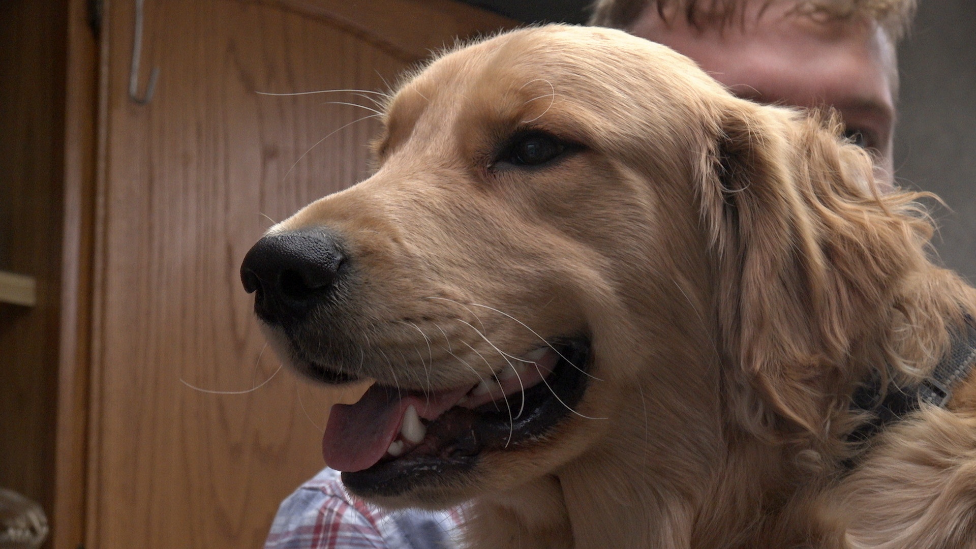 dr.Pol Toe the Swine (3).JPG