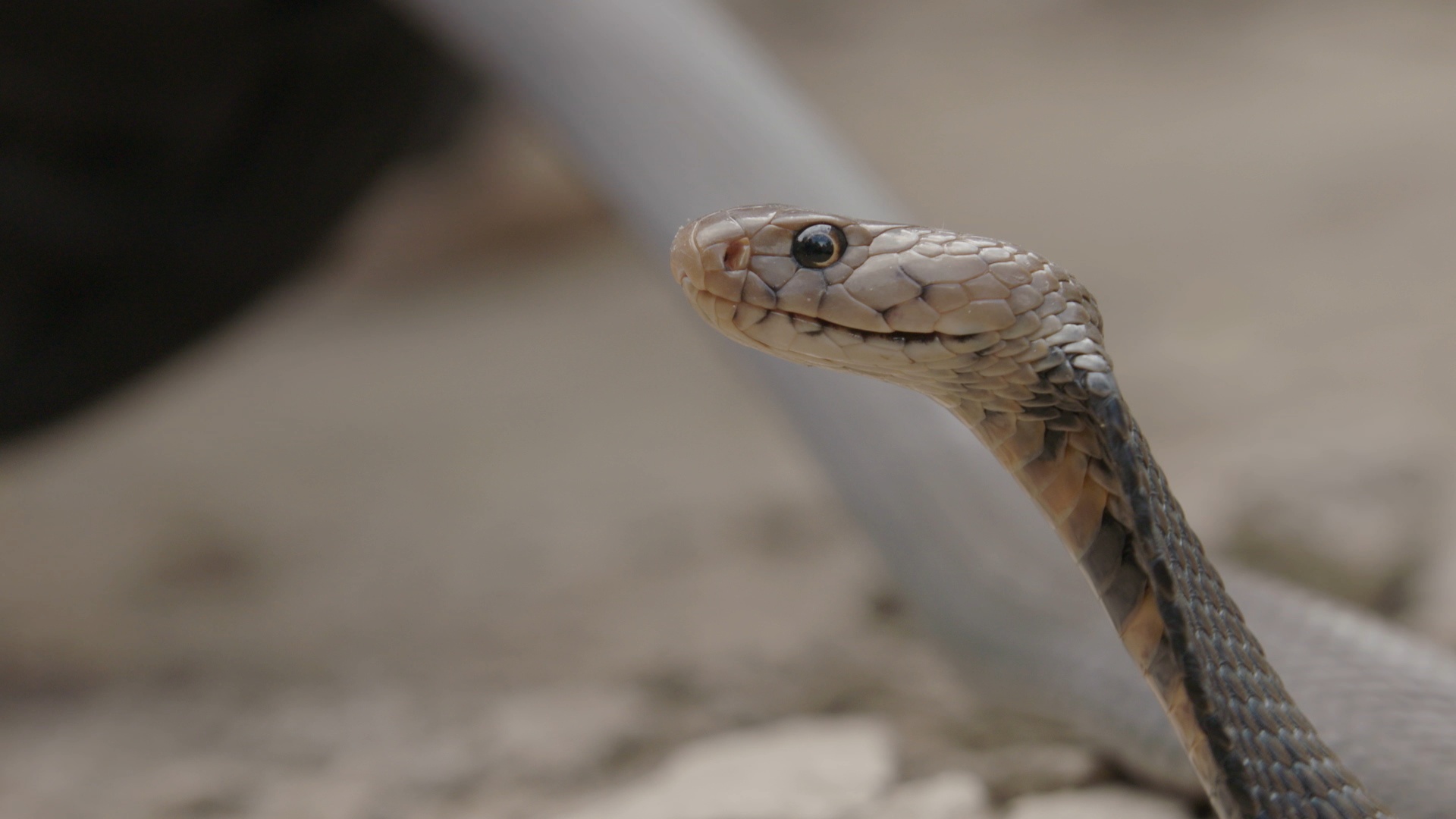 SnakesInTheCity Black Mamba Summer (3).jpg