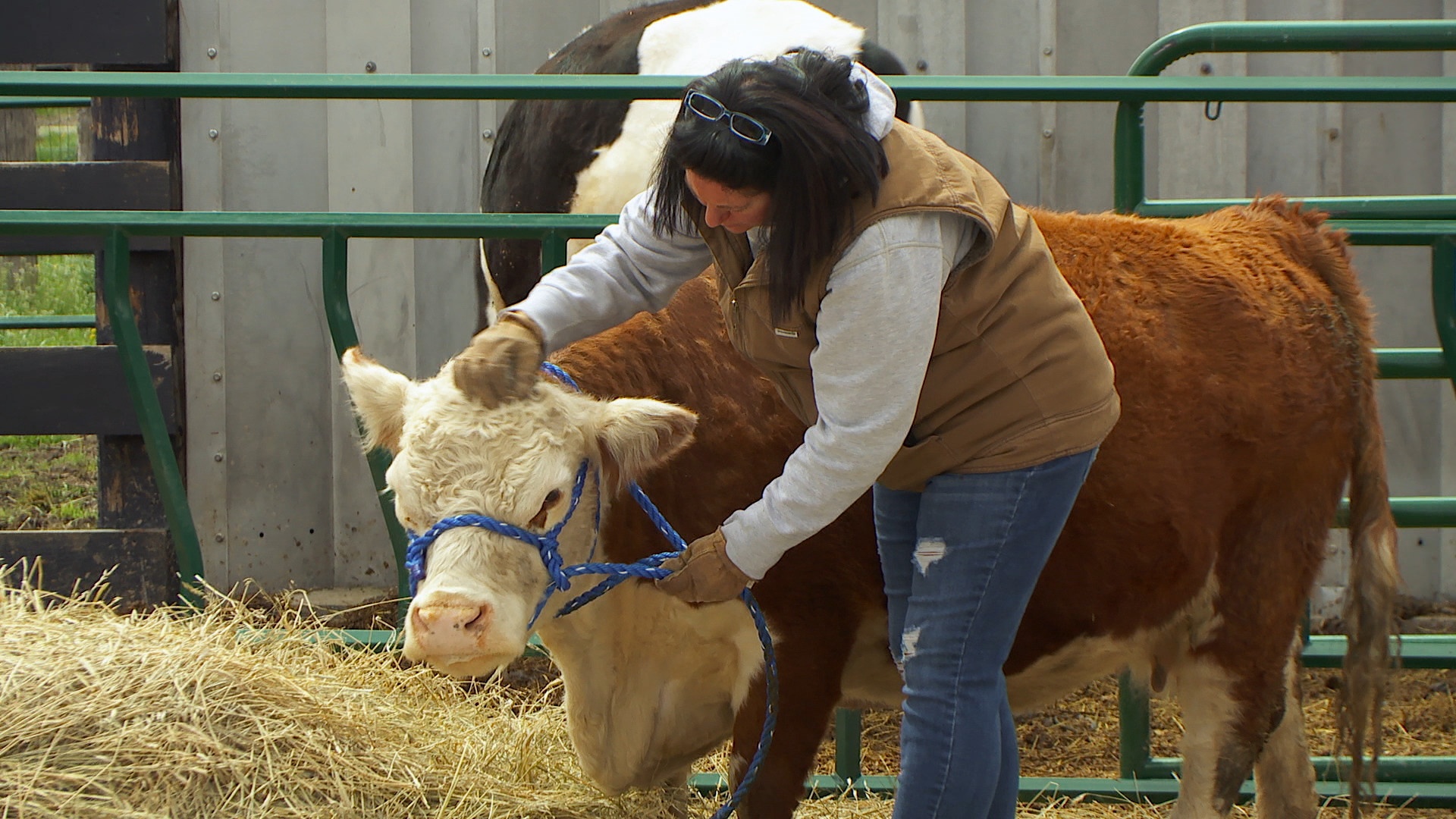 Flock Around the Clock (1).JPG