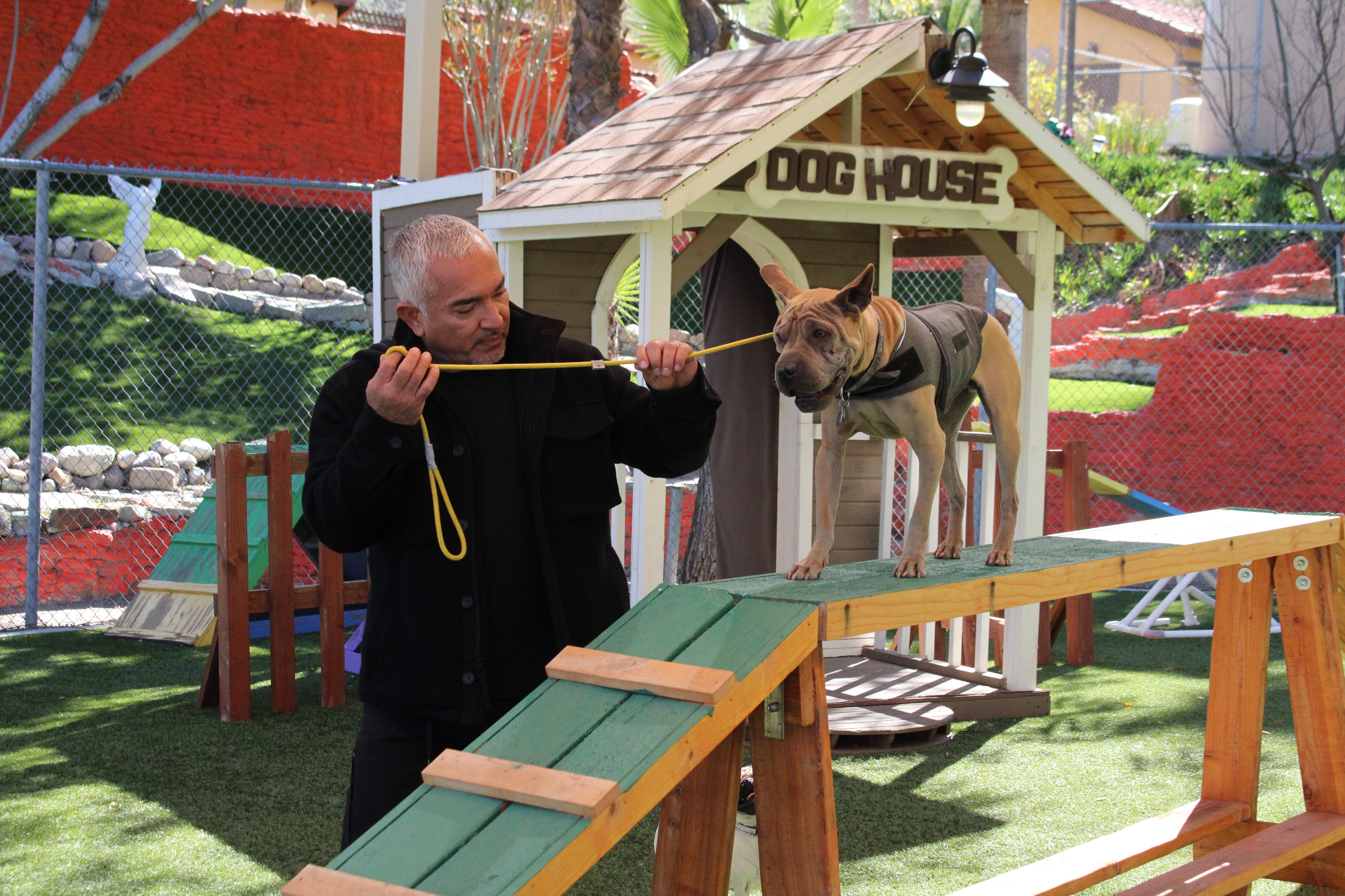 Cesar Millan  Tel maître, tel chien Aller de l'avant (2).jpg