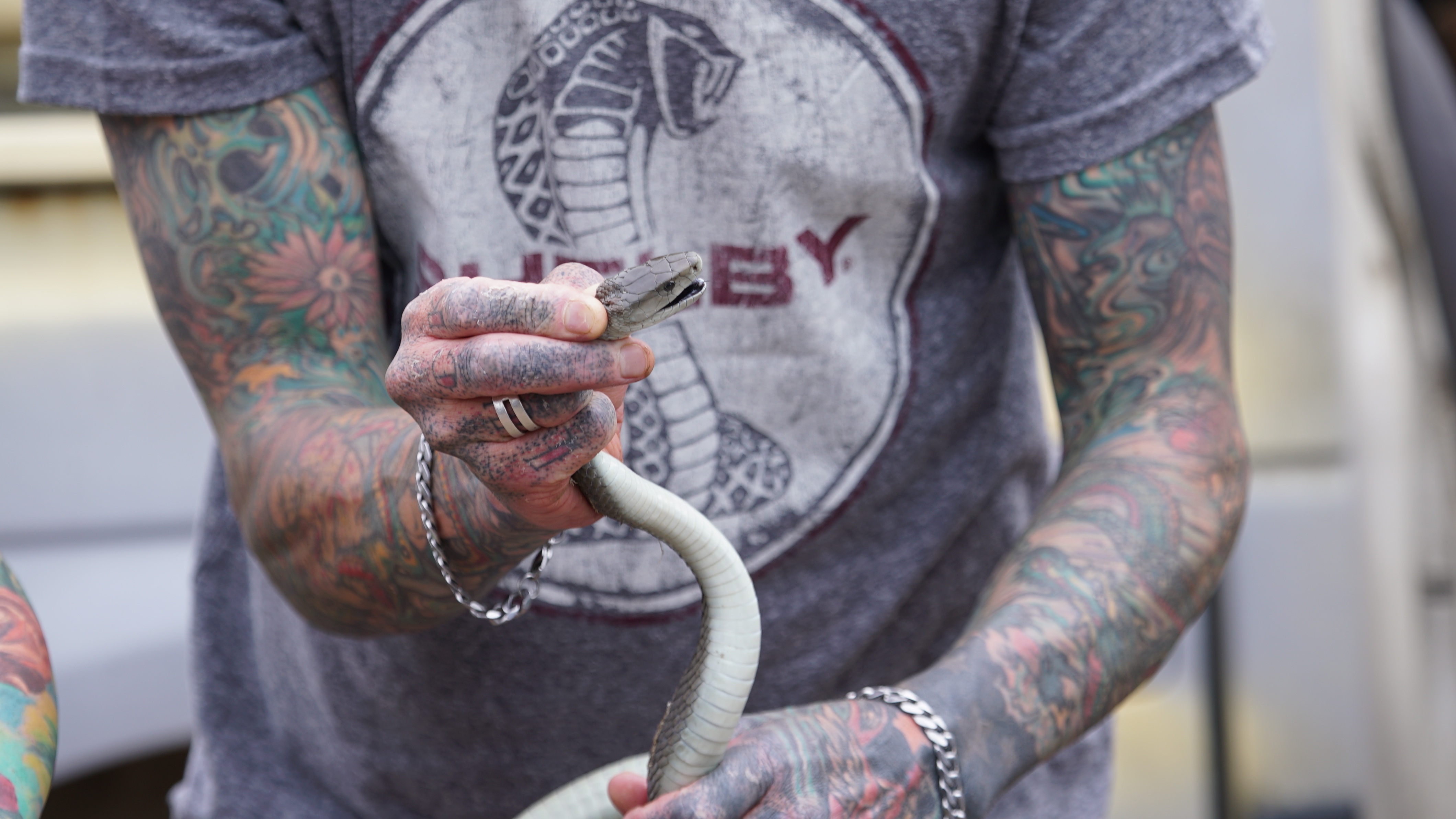Snakes In The City  Cauchemar au bureau (2).jpg