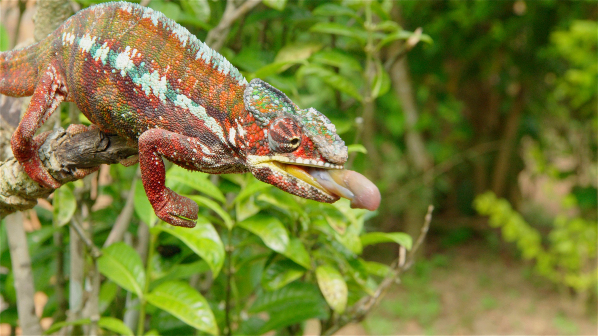 Les Zarbis à Madagascar Les rois de la jungle (2).jpg
