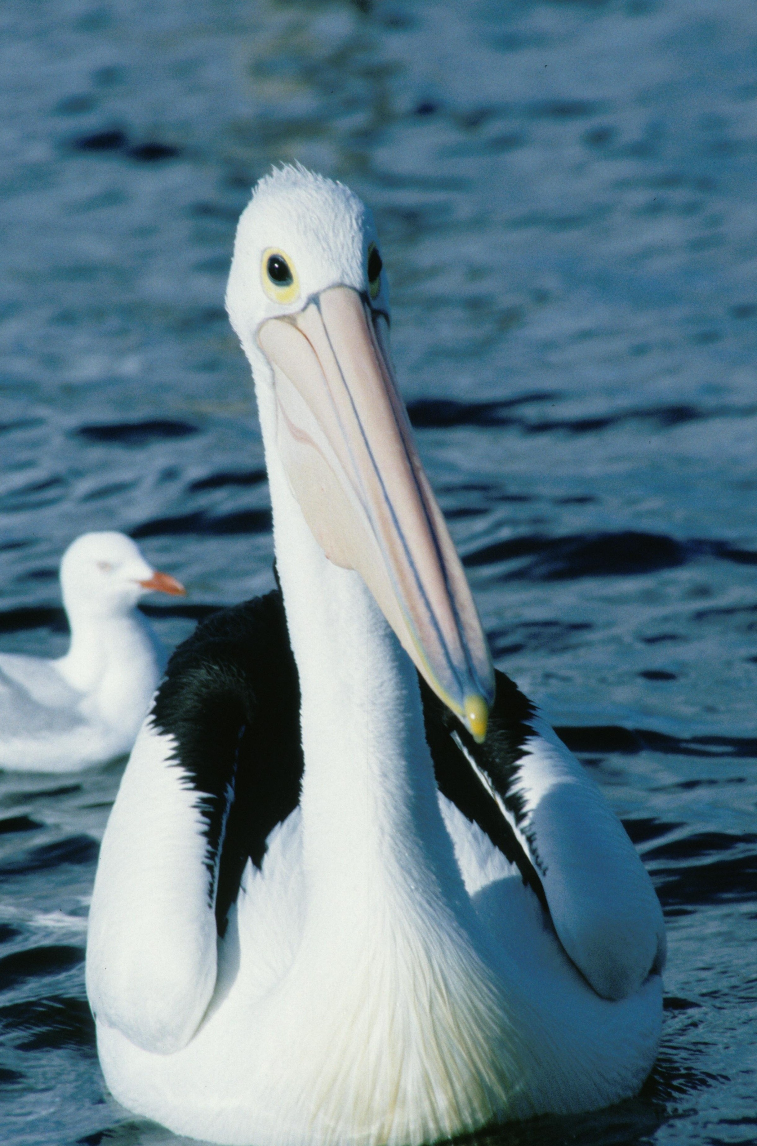 Top 10 des animaux  Armes meurtrières (2).JPG