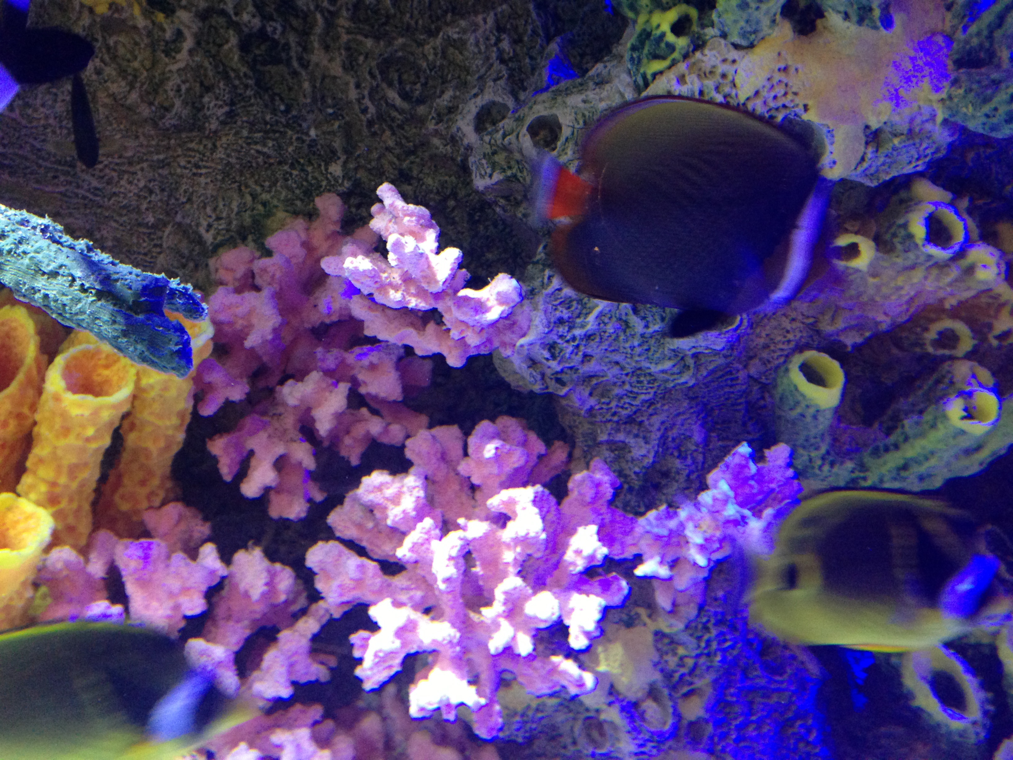 Les rois des aquariums  Plus vrai que nature (2).jpg