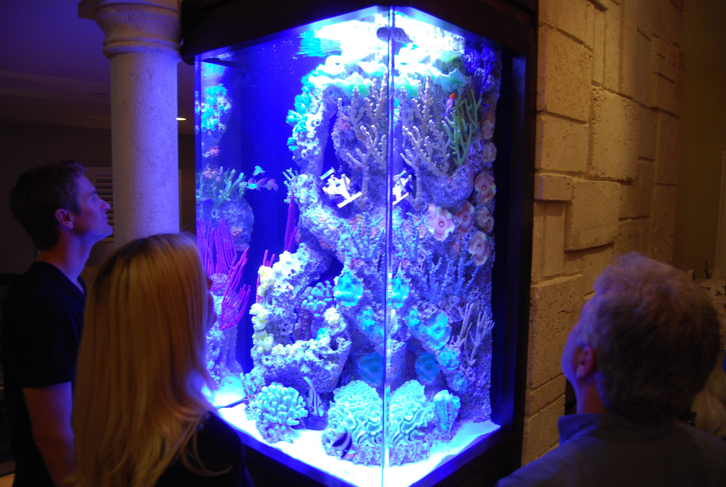 Les rois des aquariums  Requin cherche aquarium (1).jpg