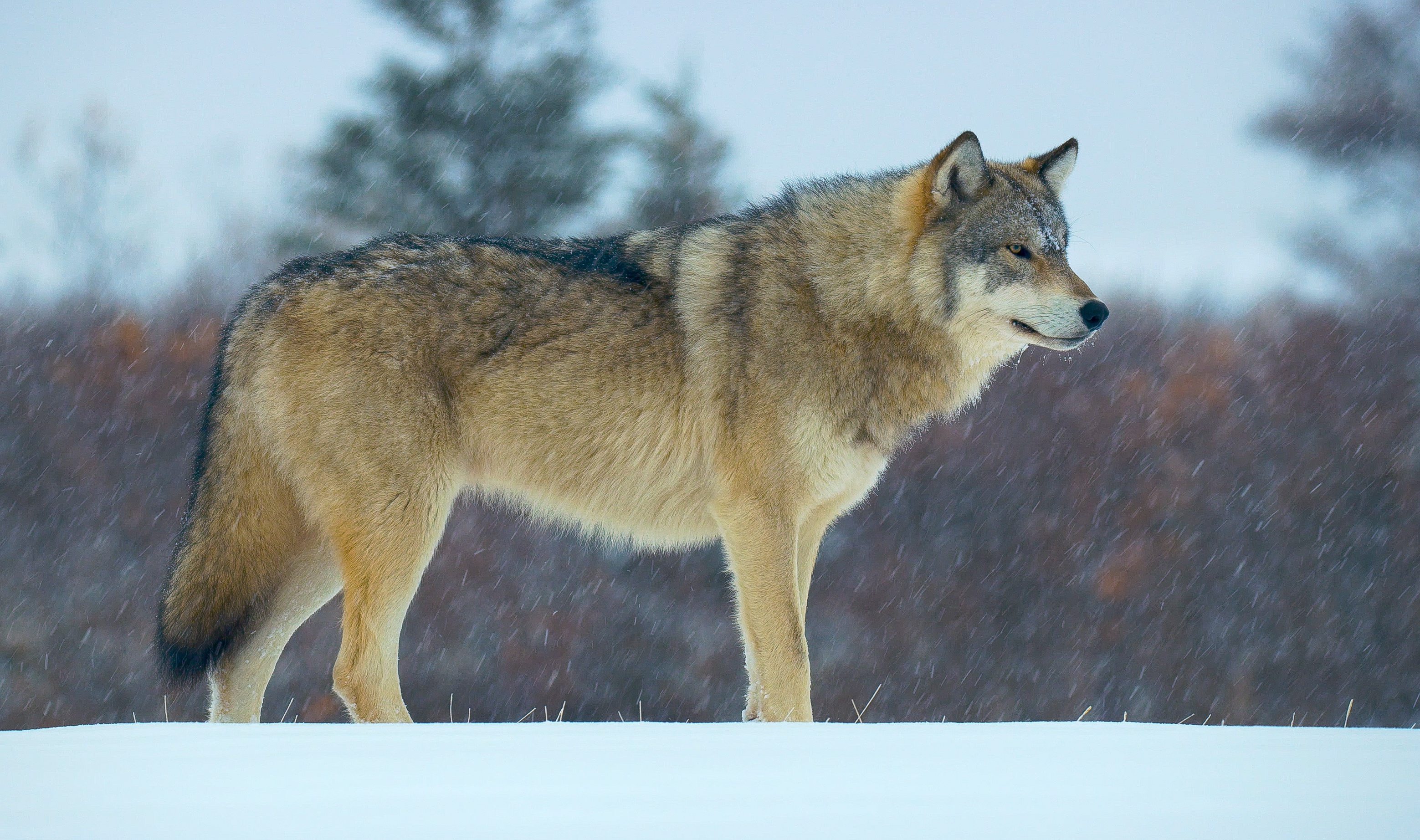 Mission spéciale  Les animaux du grand froid (1).jpg