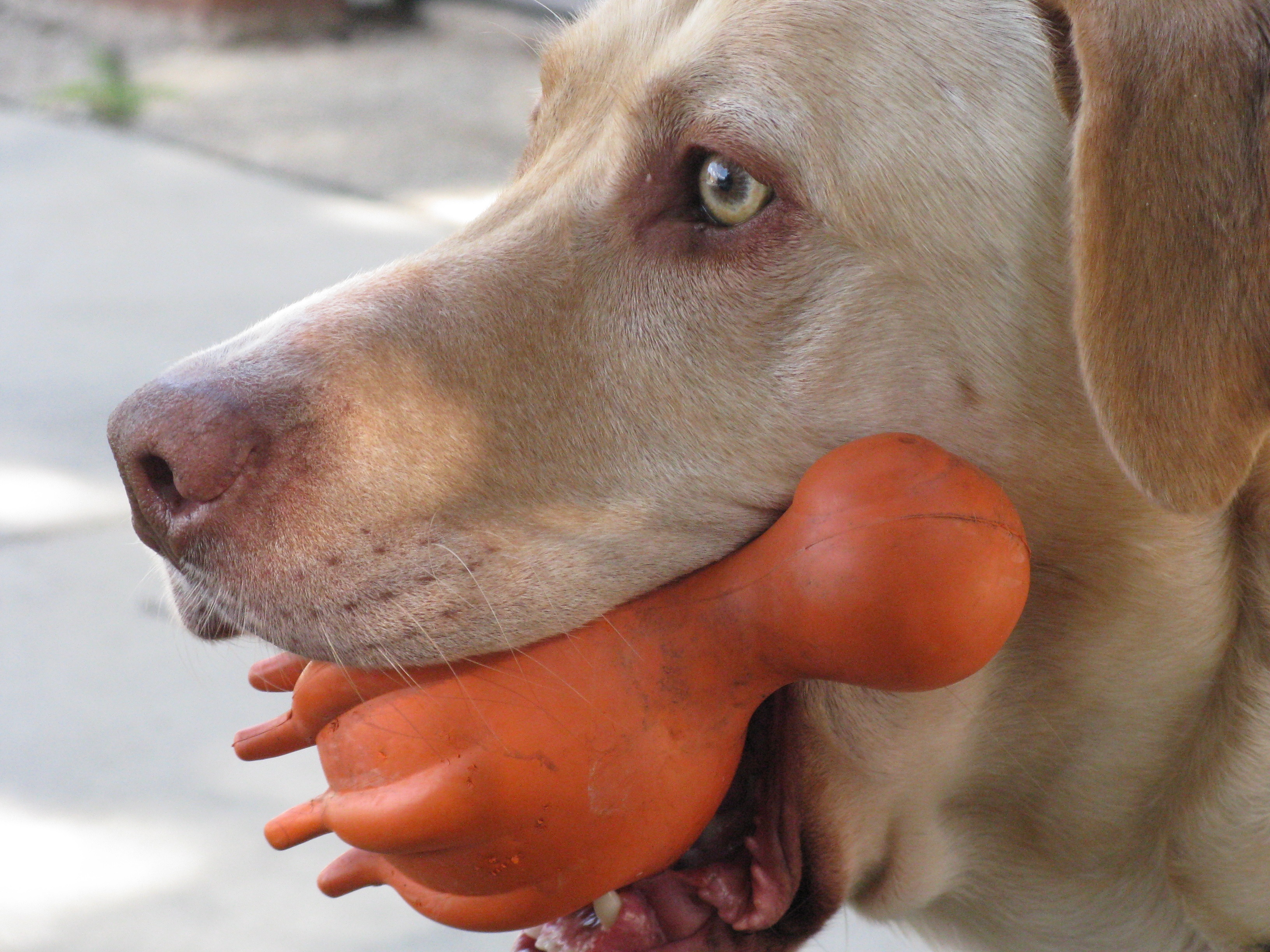 Festin de chien!  Des céréales  (1).JPG