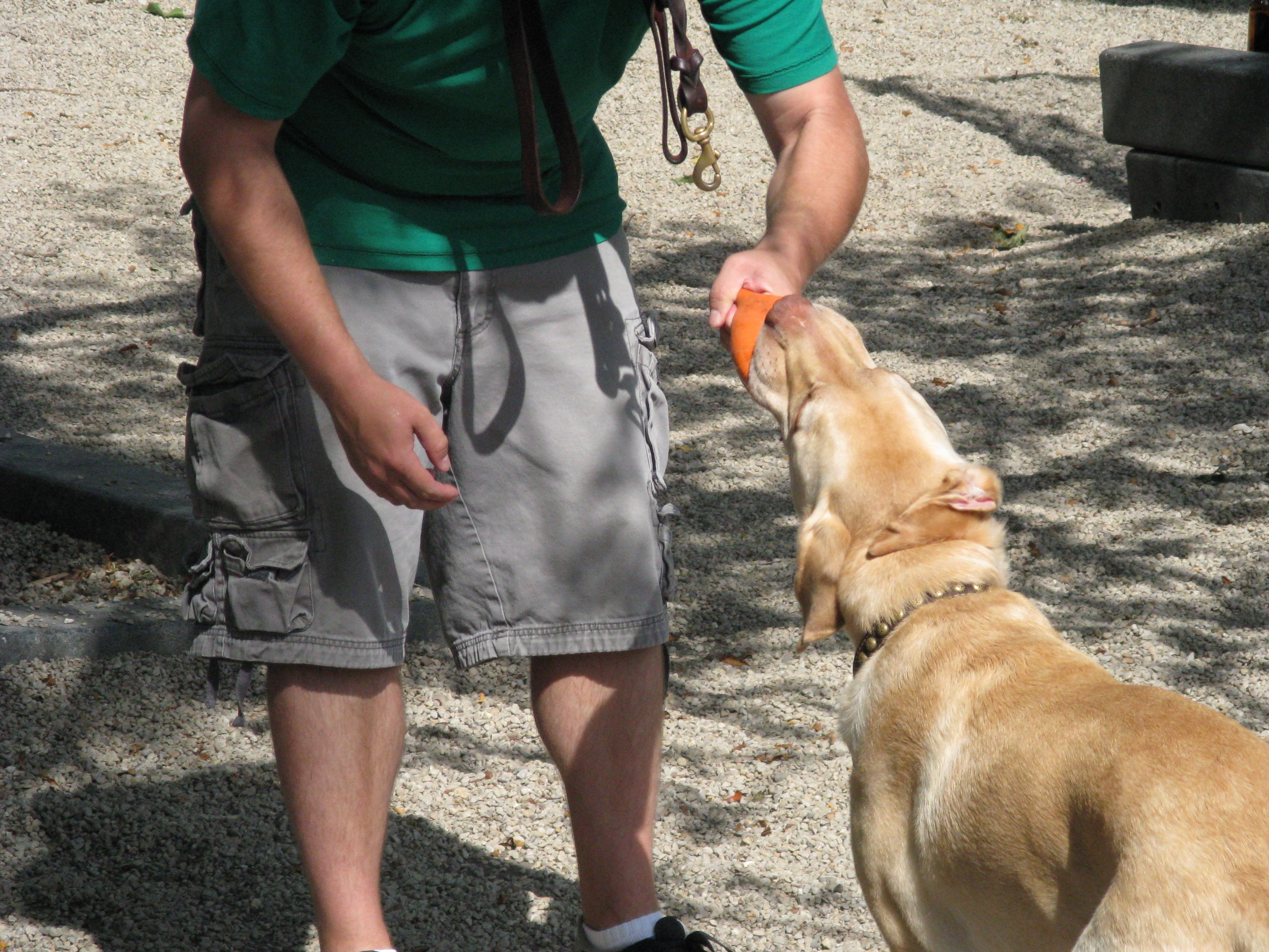 Festin de chien!  Des céréales  (2).JPG