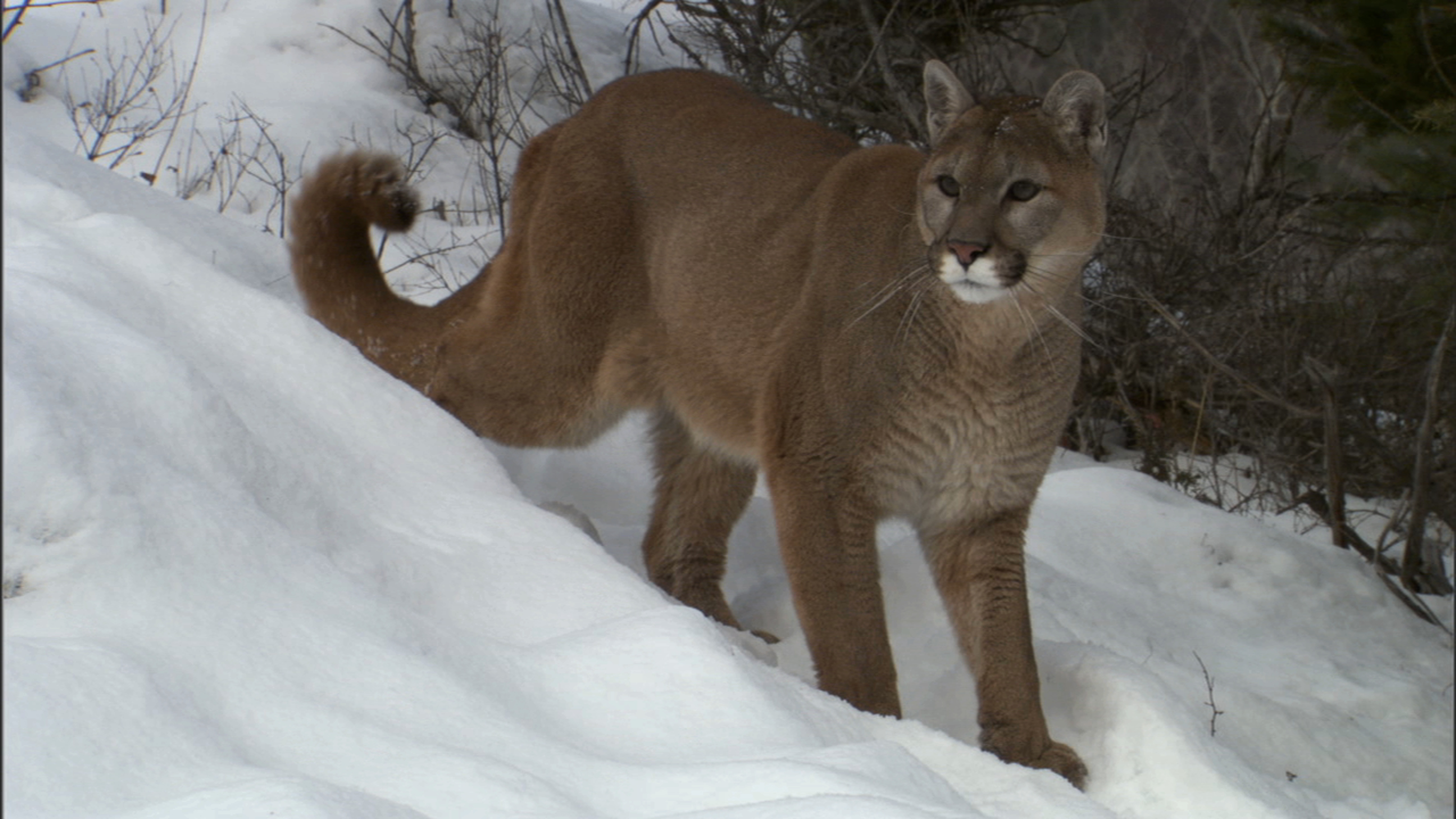 La revanche du cougar (3).JPG