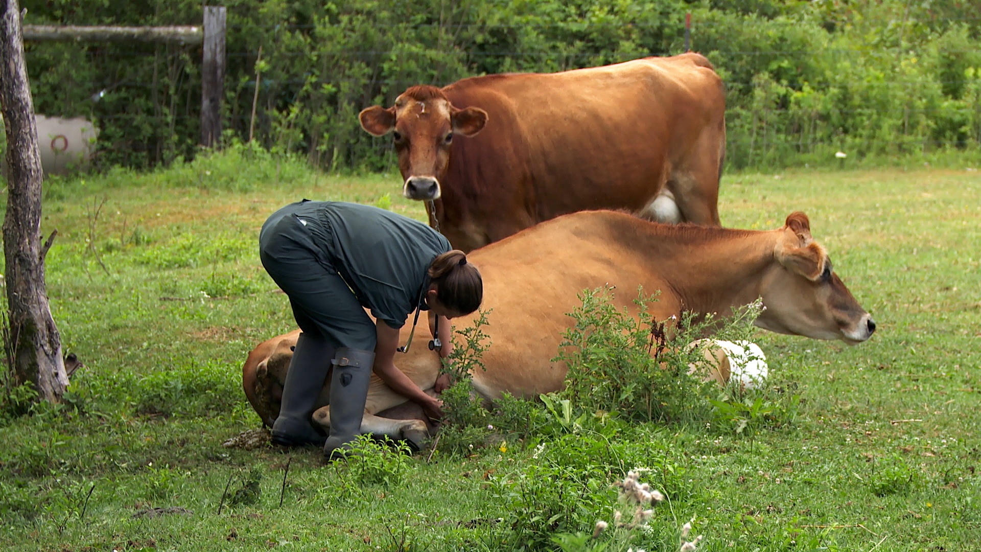 L'incroyable Dr Pol  Accident de chasse (3).jpg