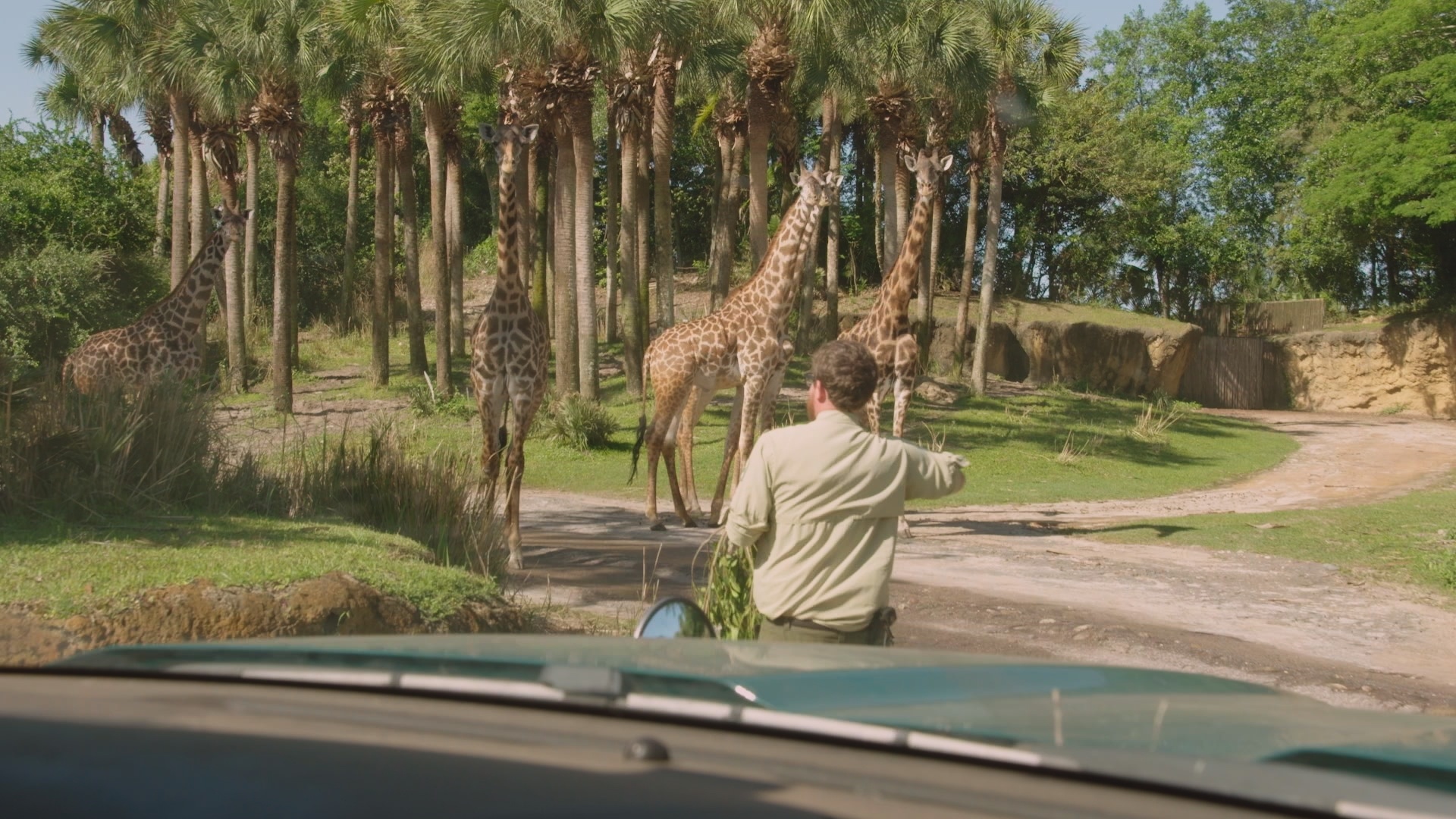 Au coeur de Disney Animal kingdom Giraffic Jam (3).jpg