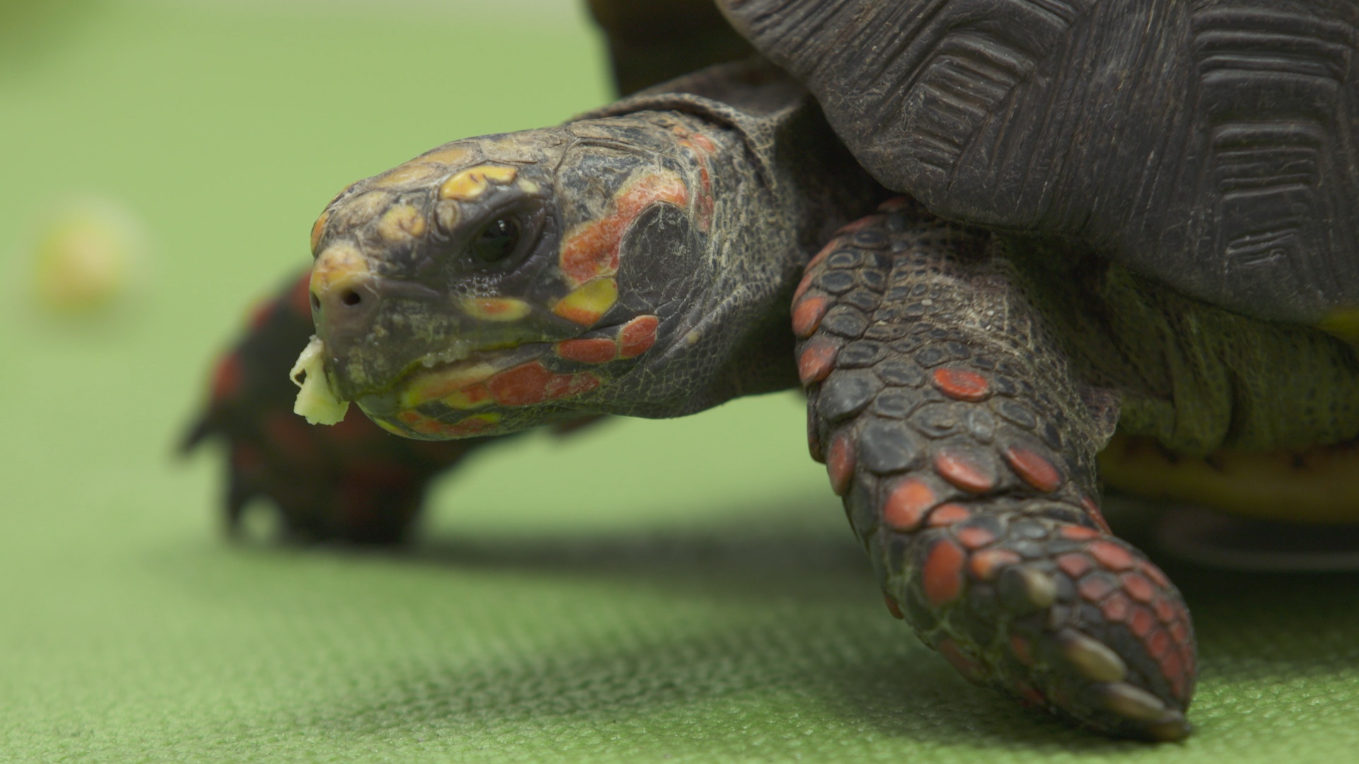 La clinique des animaux exotiques  Tortue skateuse (1).jpg