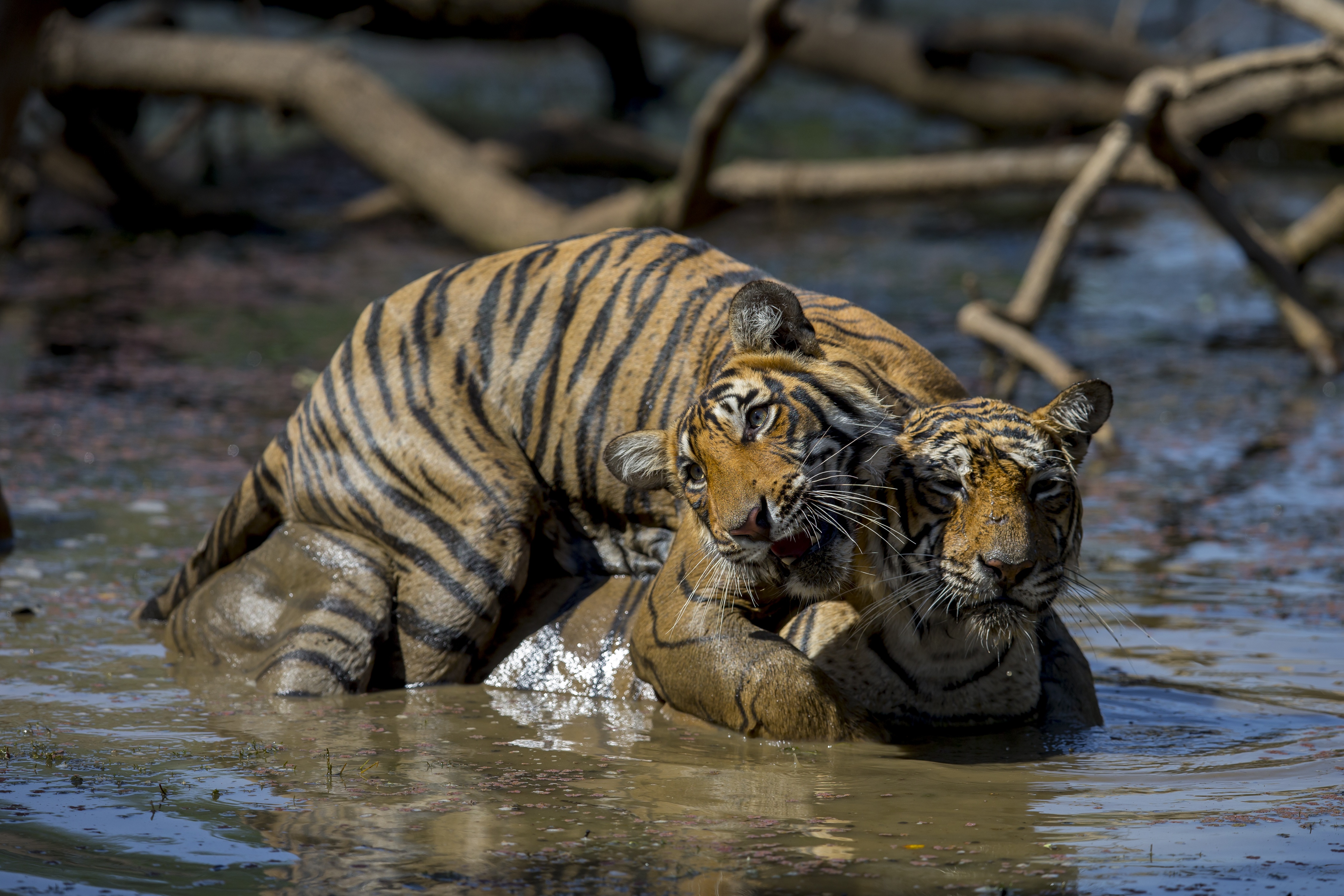 Le choc des tigres (1).jpg