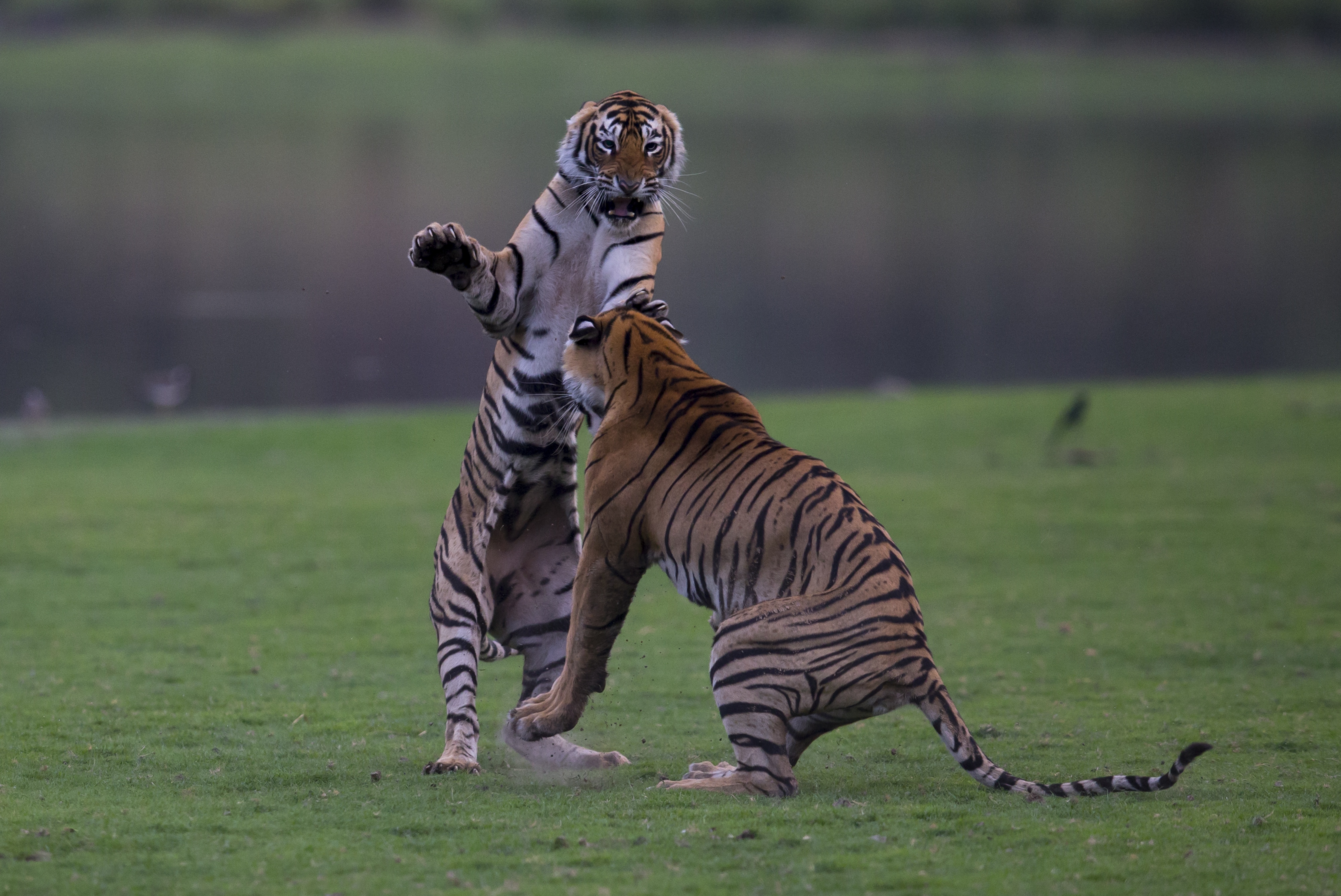 Le choc des tigres (2).jpg