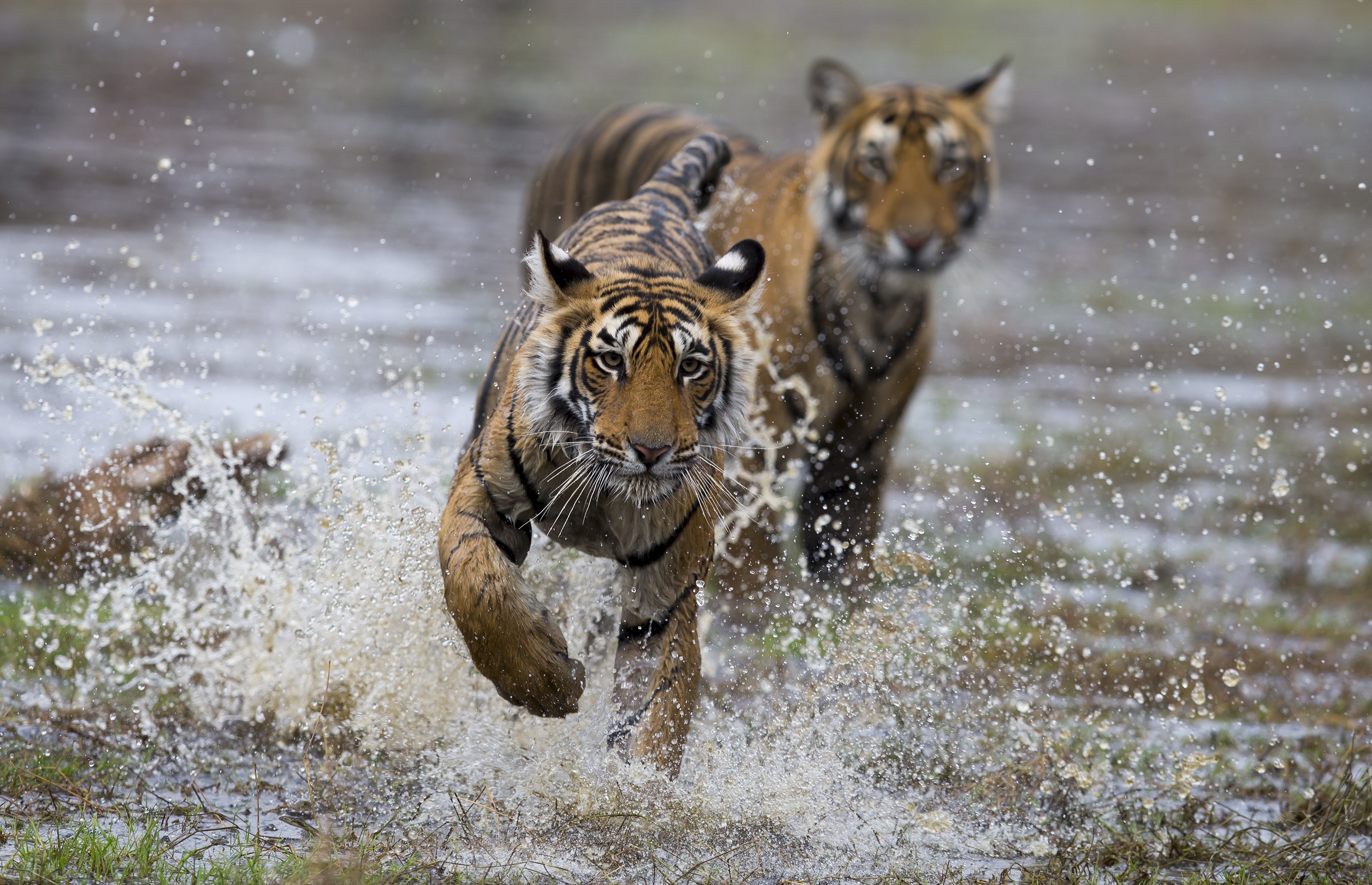 Le choc des tigres (3).jpg