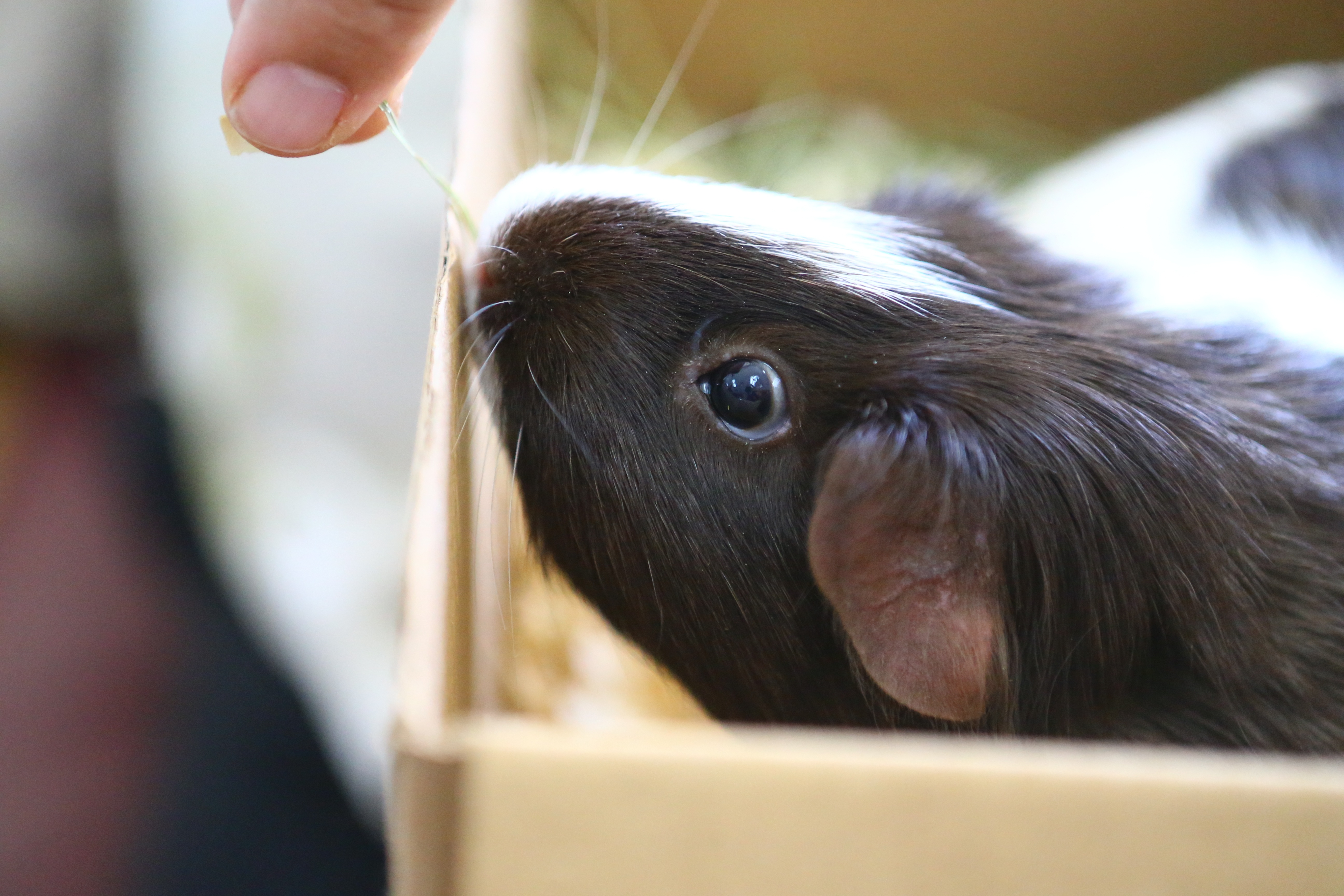 La clinique des animaux exotiques  La surprise du lapin de Pâques (2).jpg