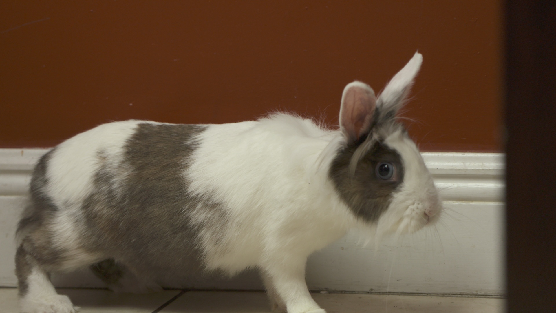 La clinique des animaux exotiques  La surprise du lapin de Pâques (3).jpg
