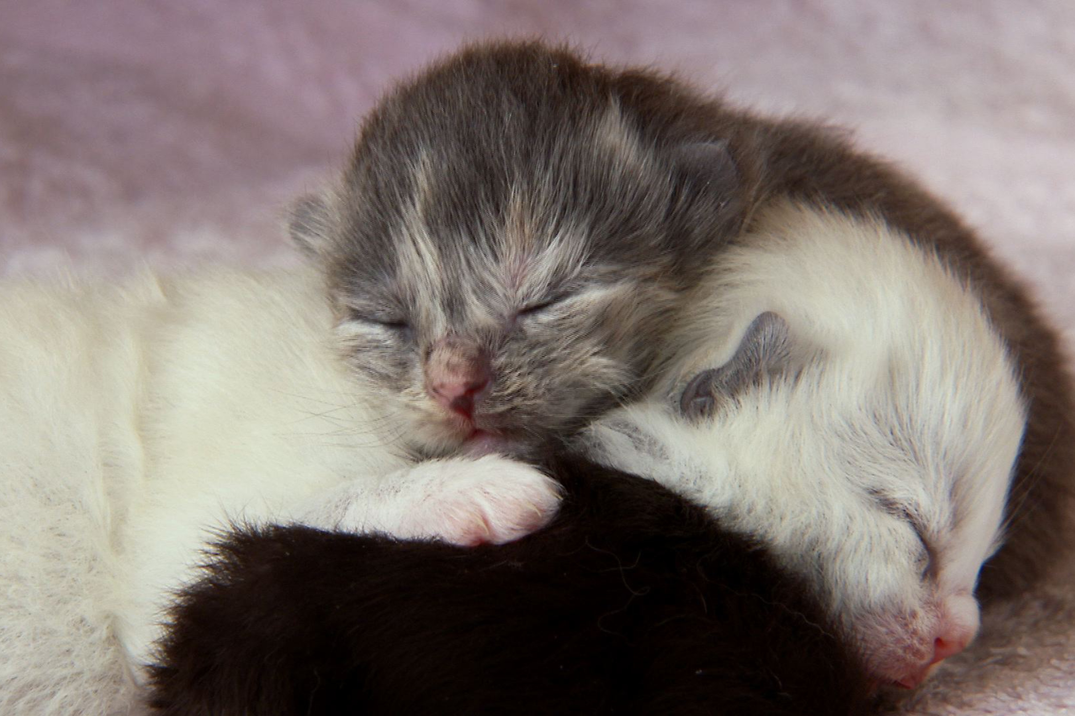 La face cachée des chats (1).JPG