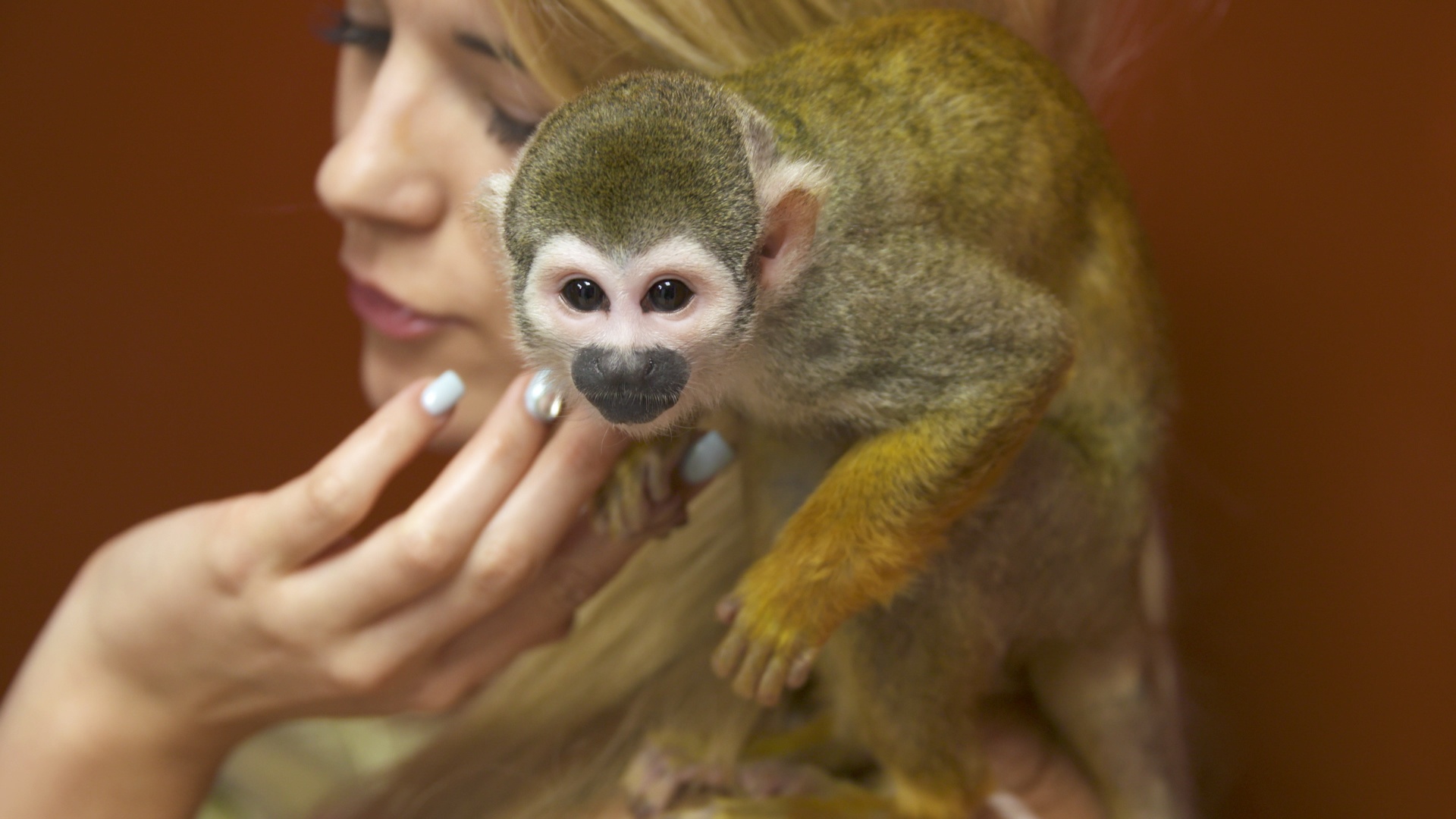 La clinique des animaux exotiques  Un saïmiri mangeur de sushis (1).jpg