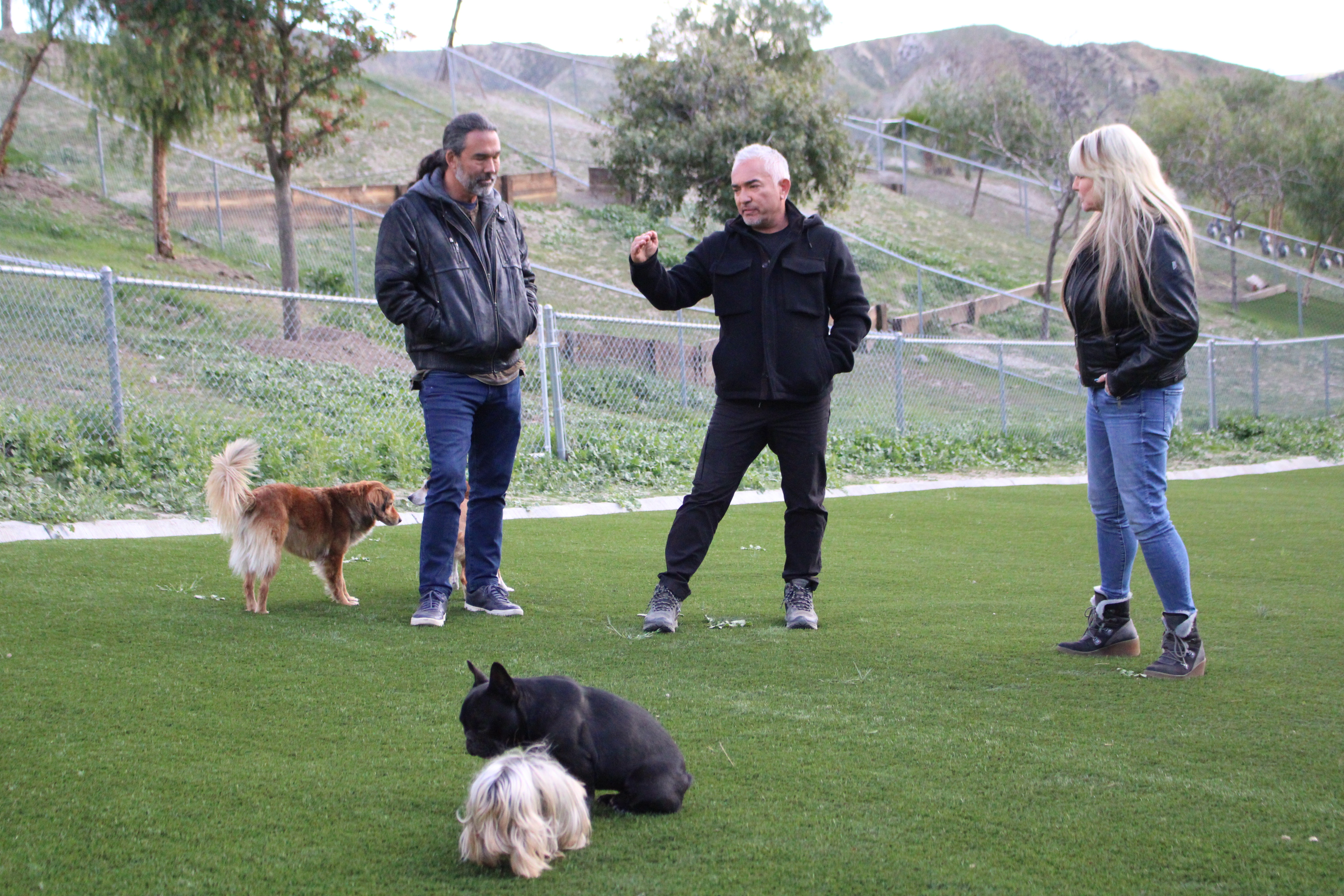 CesarMillan Meute aux abois (2).jpg