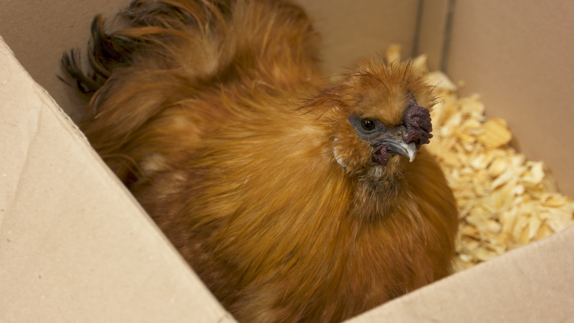 La clinique des animaux exotiques  Cocorico aïe ! (2).jpg