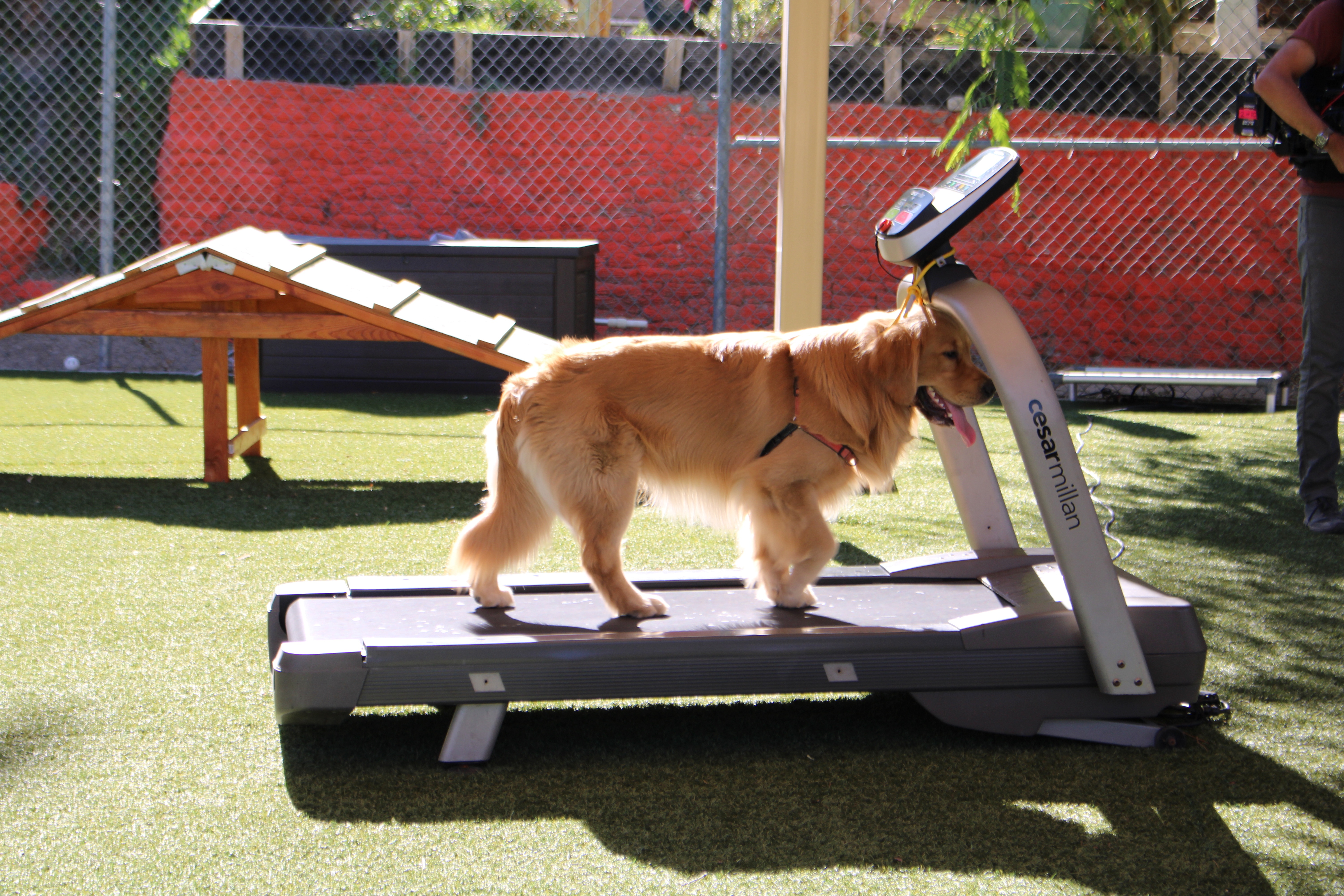 Cesar Millan Better Human Better Dog (3).jpg