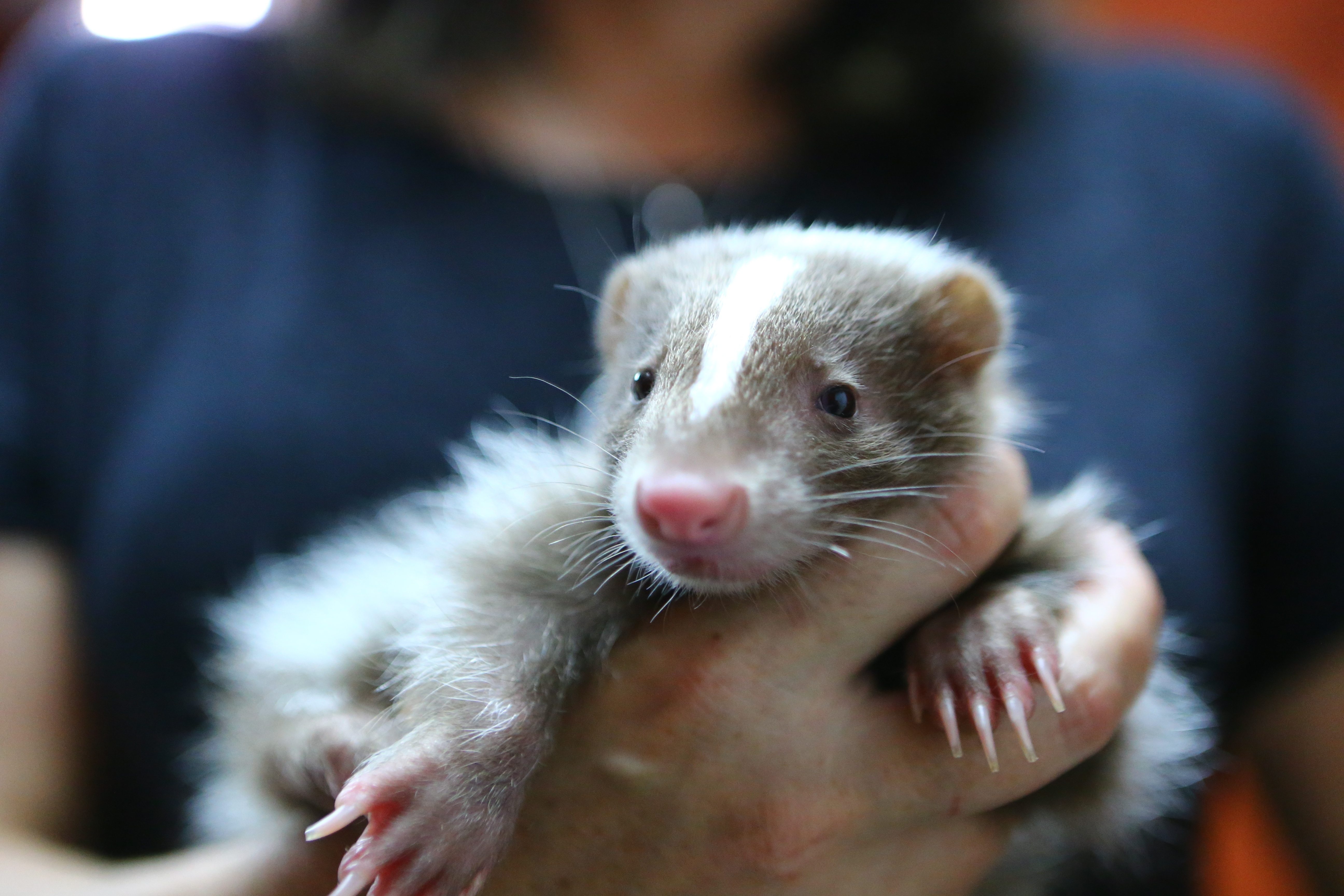 La clinique des animaux exotiques  Un furet glouton (2).jpg