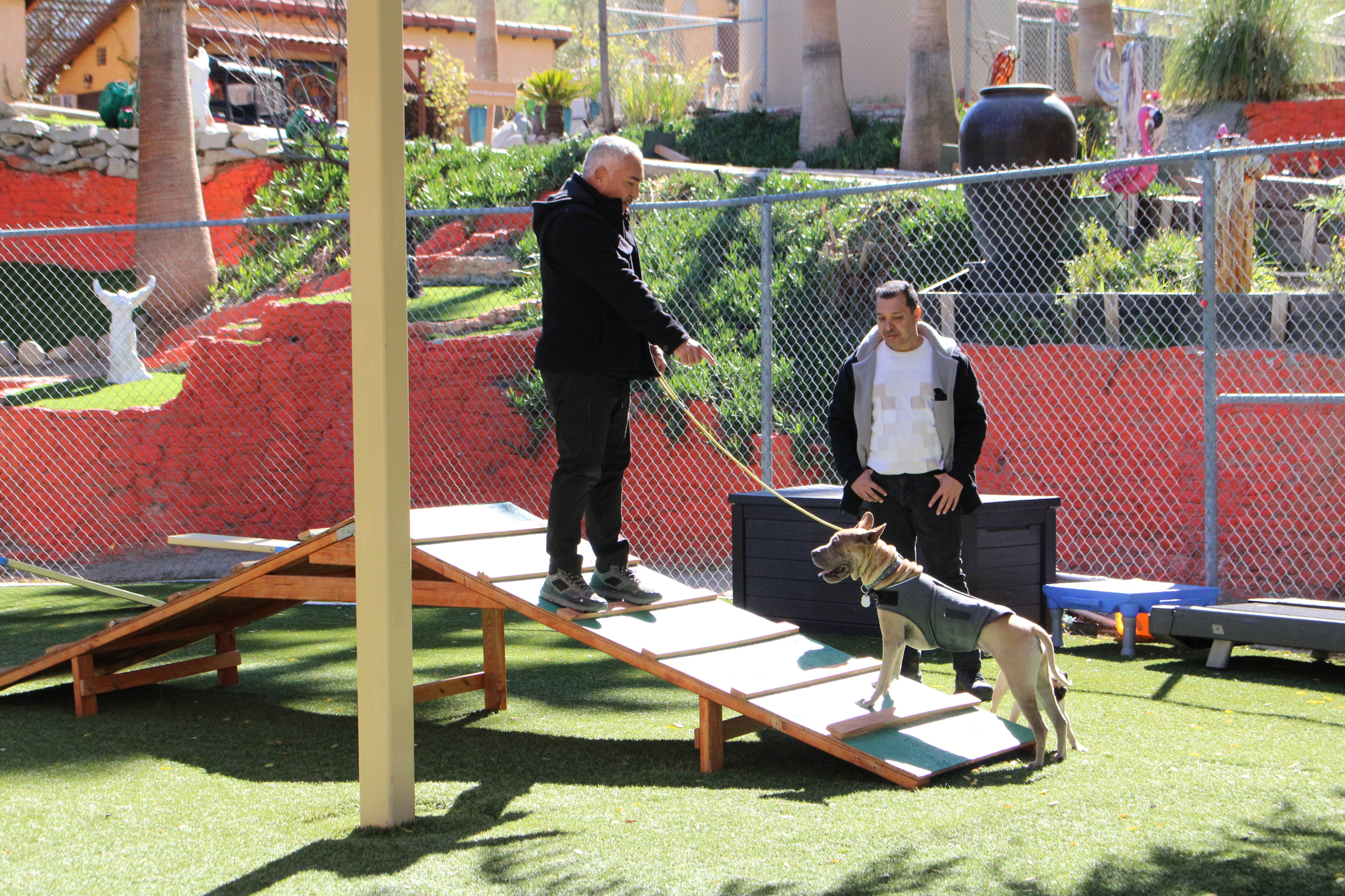 Cesar Millan  Tel maître, tel chien - Une patte devant l’autre (1).jpg