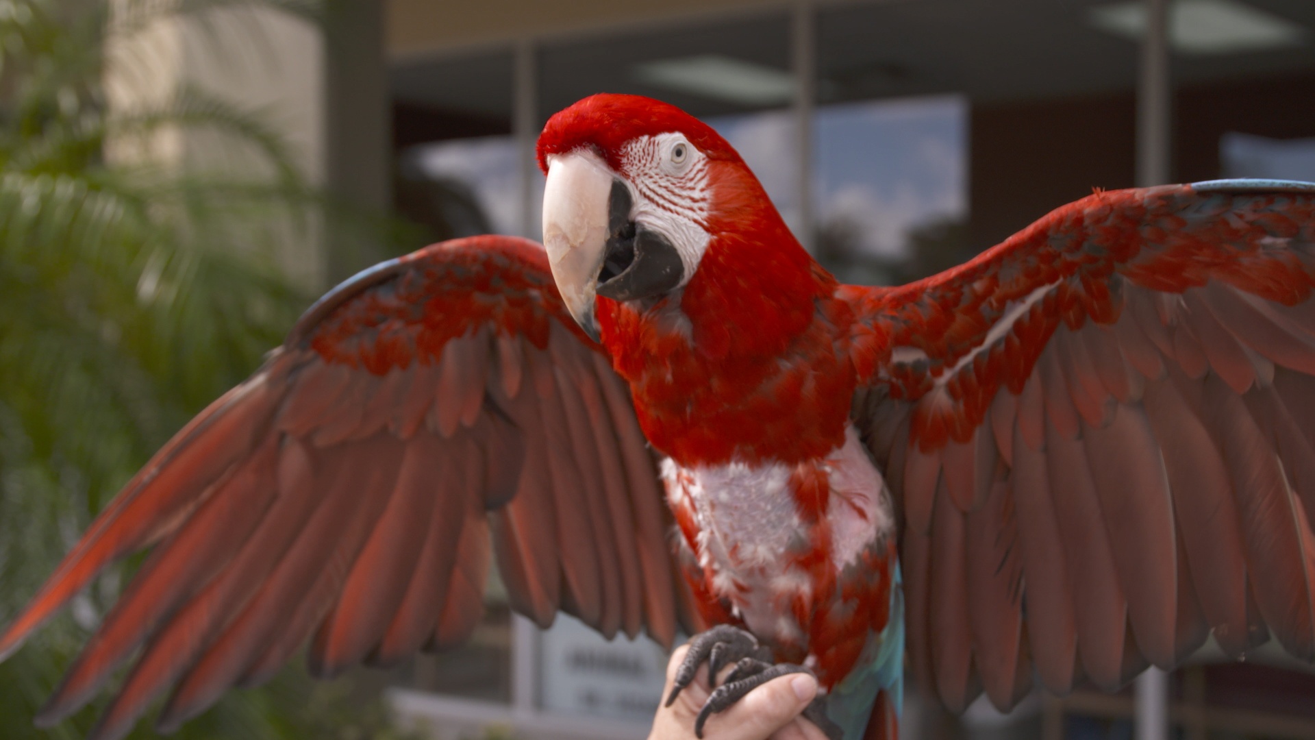 La clinique des animaux exotiques  Maux de ventre suspects (2).jpg
