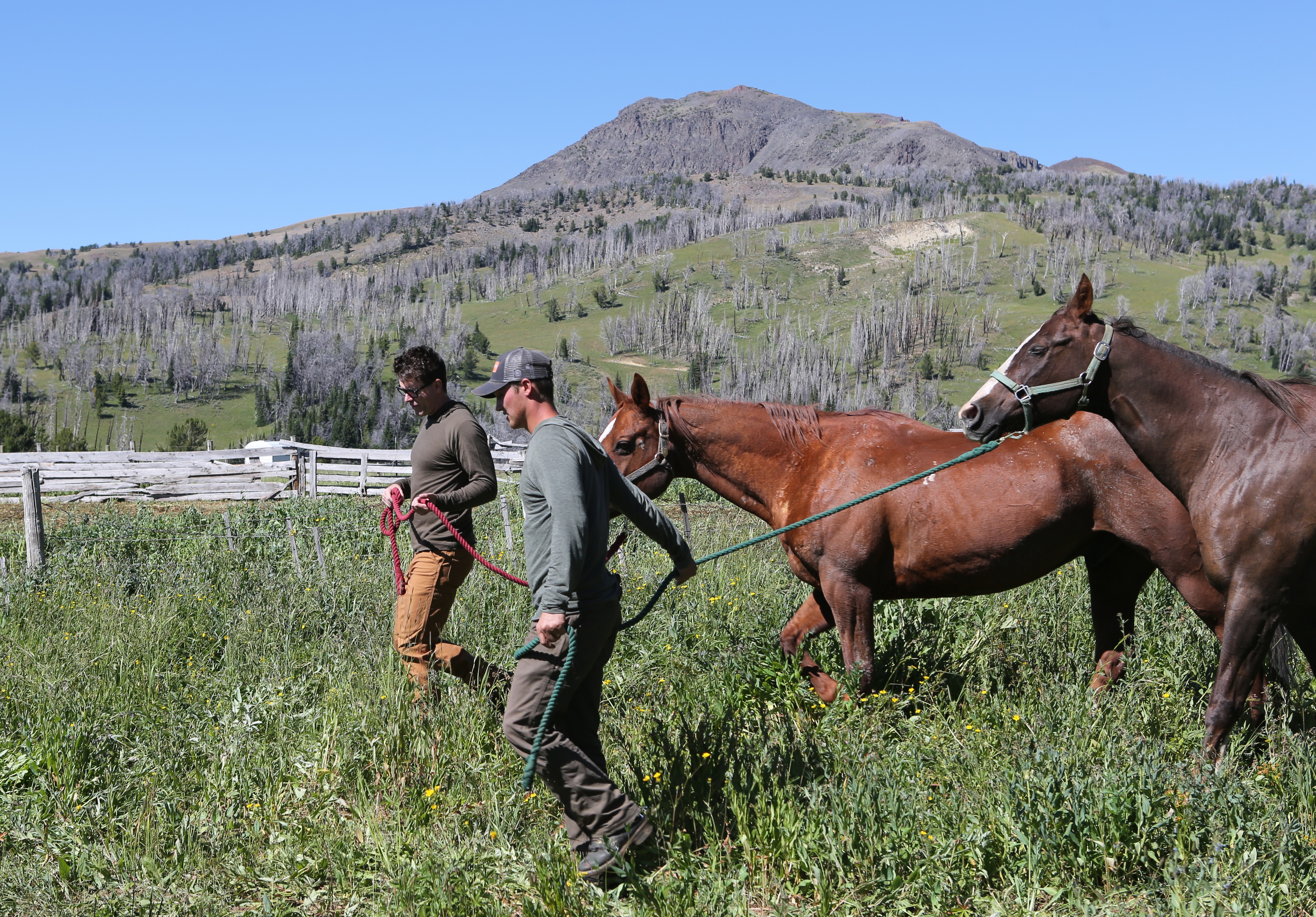Les cowboys des marais  Les pieds dans l'eau (3).jpg