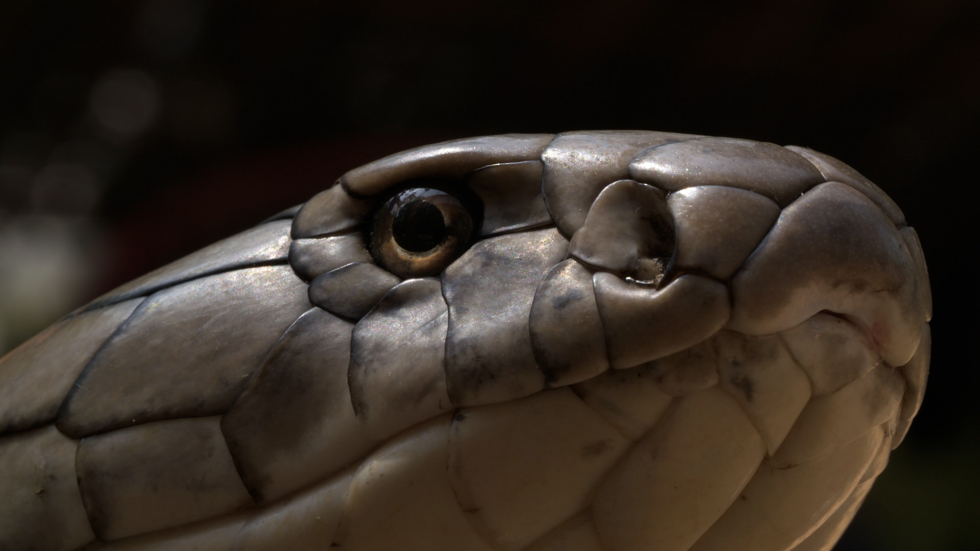 Le mois des serpents (1).JPEG