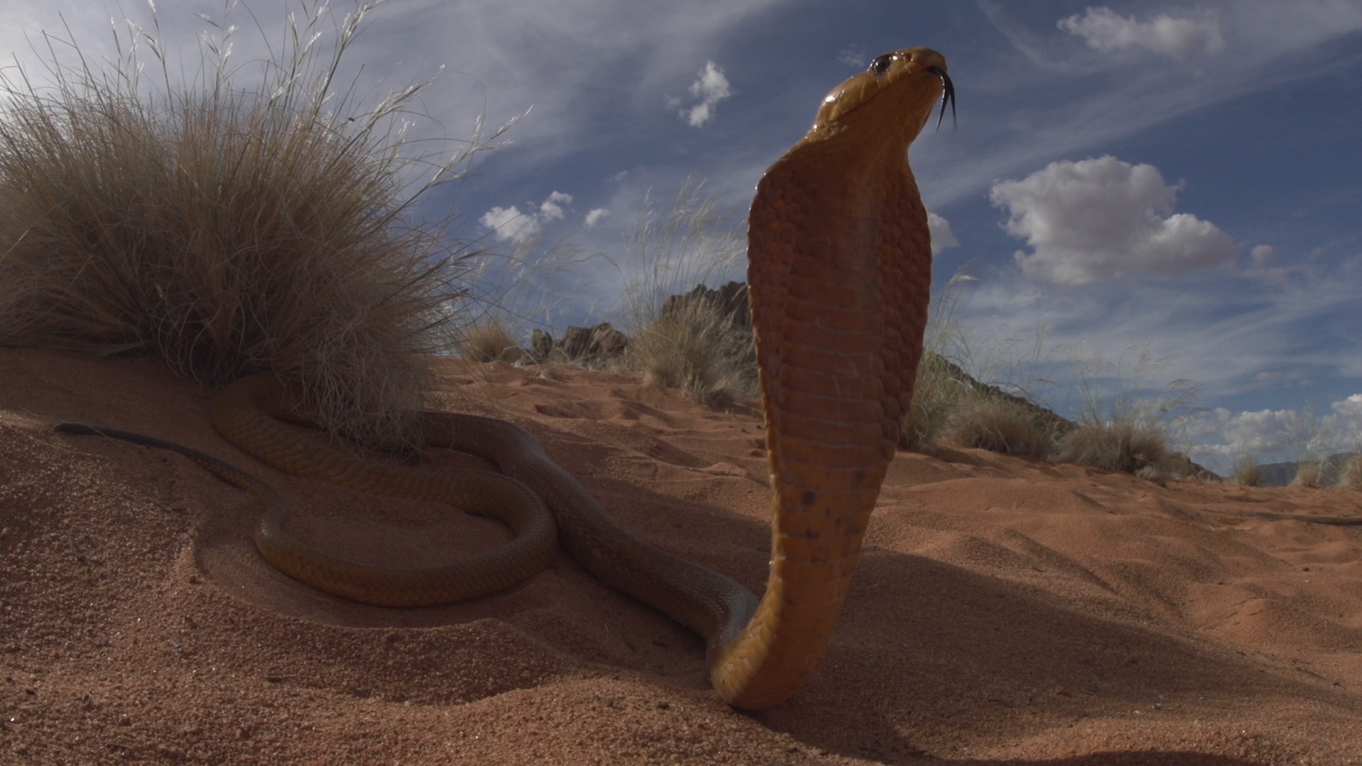 Le mois des serpents (2).JPEG