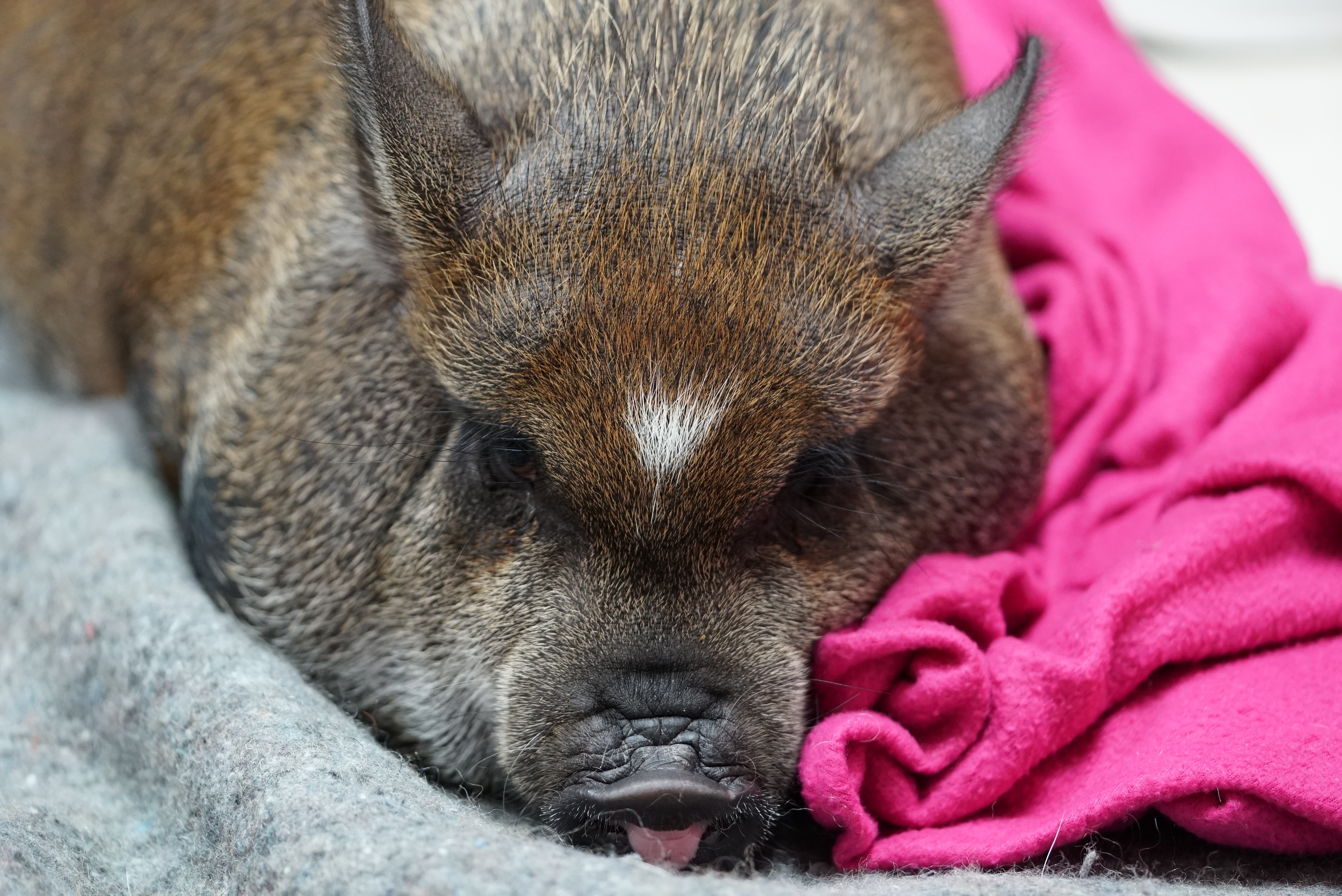 La clinique des animaux exotiques  Bienvenue à tous (2).jpg