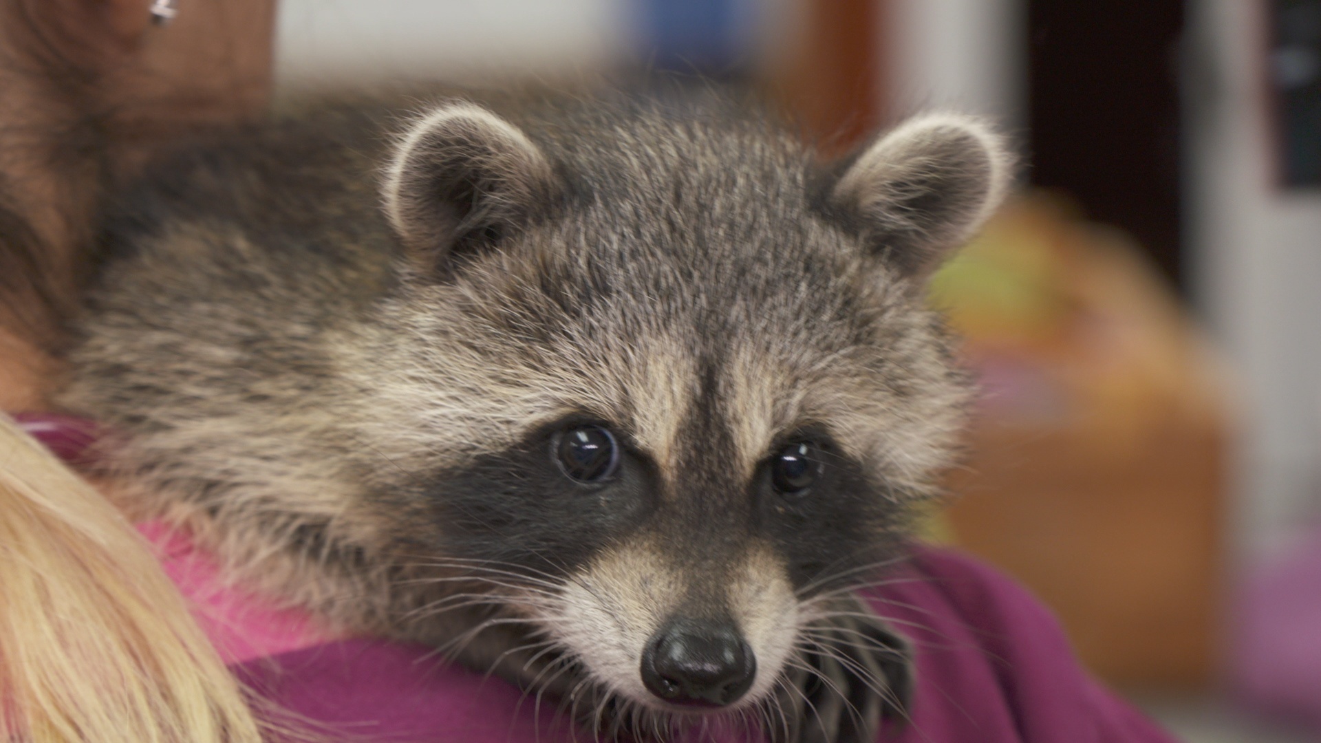 La clinique des animaux exotiques  Lapin pas malin (1).jpg