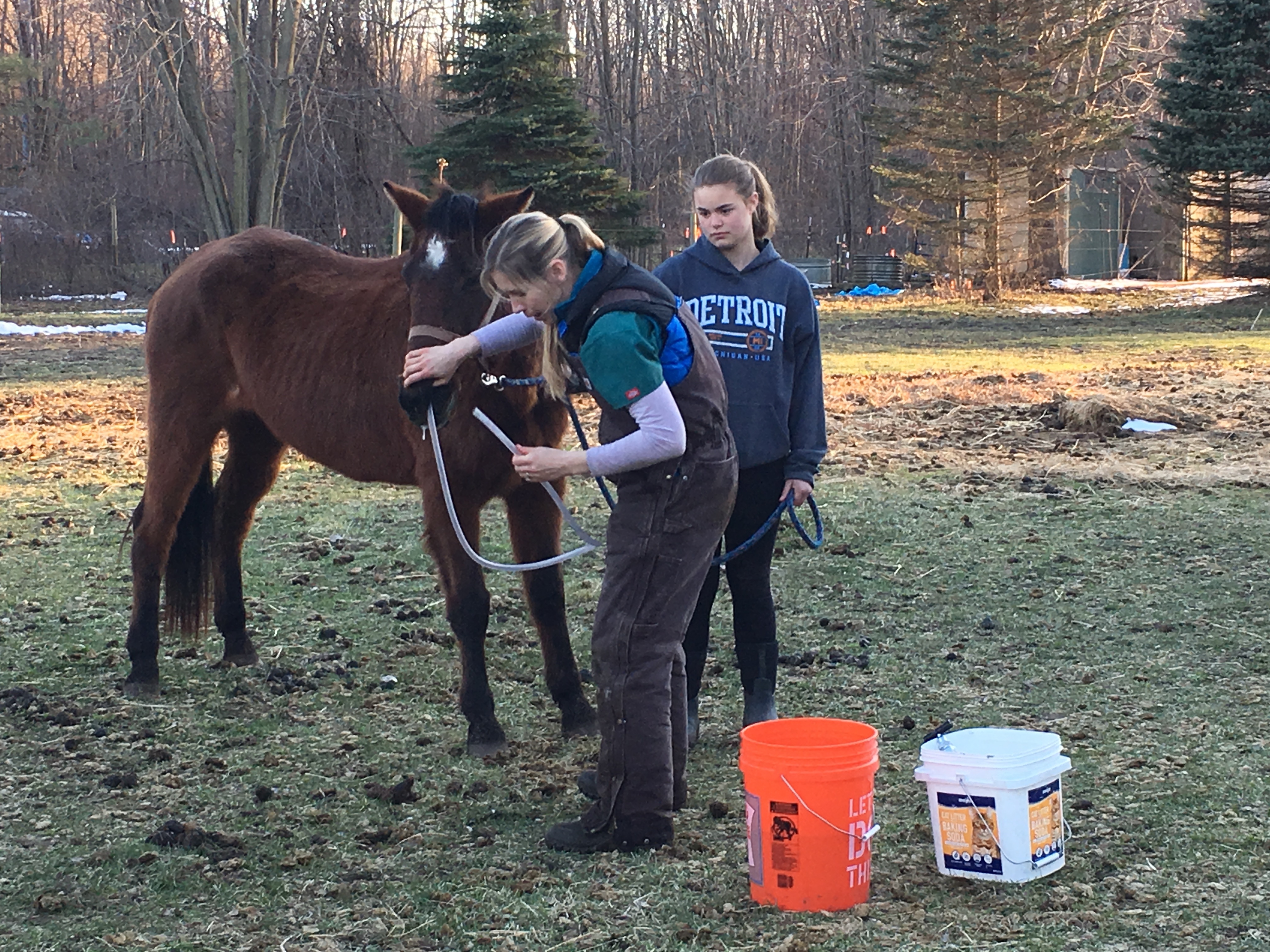 L'incroyable Dr Pol  Champ de bétail (2).jpg
