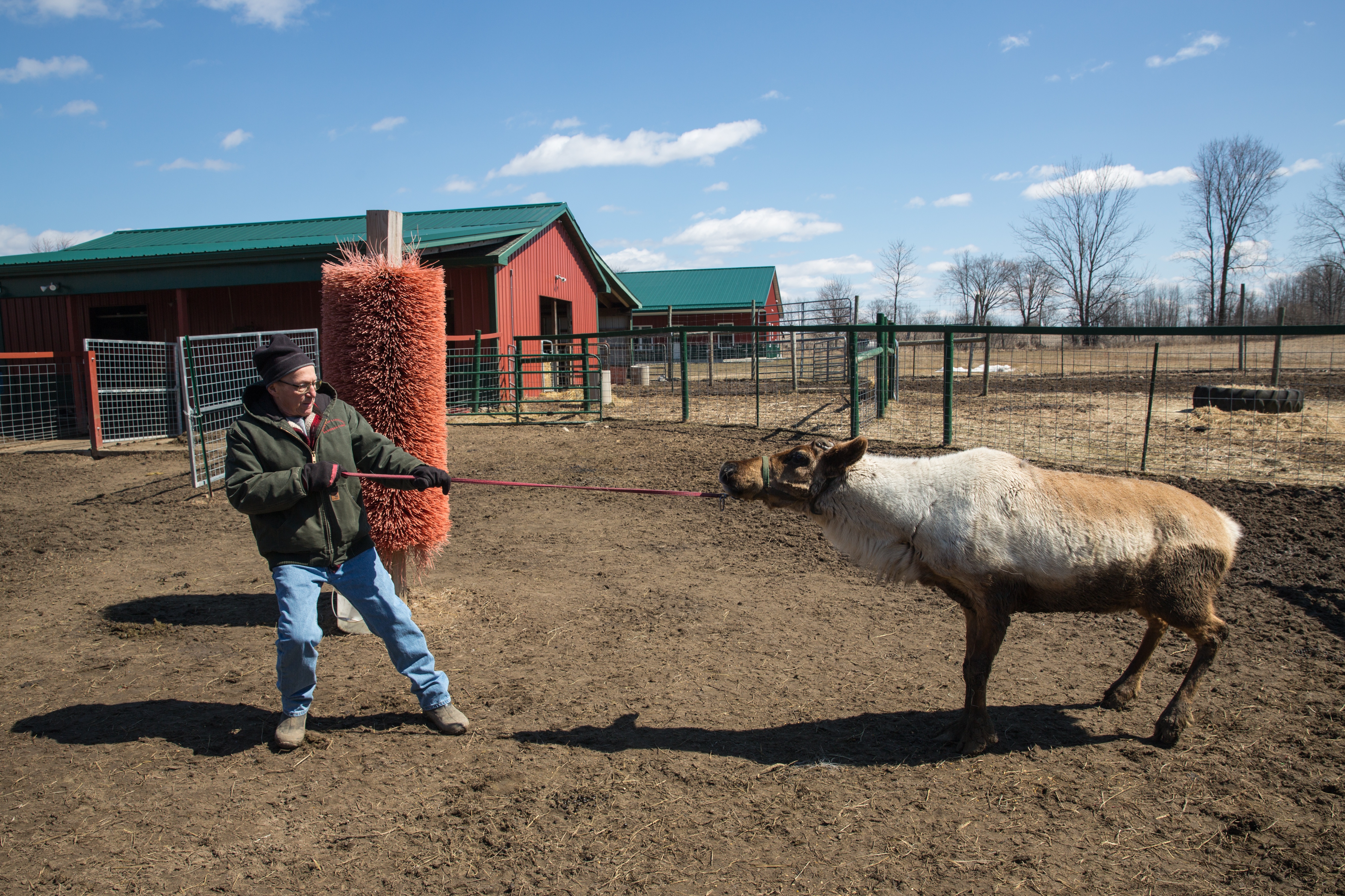 L'incroyable Dr Pol  Champ de bétail (3).jpg