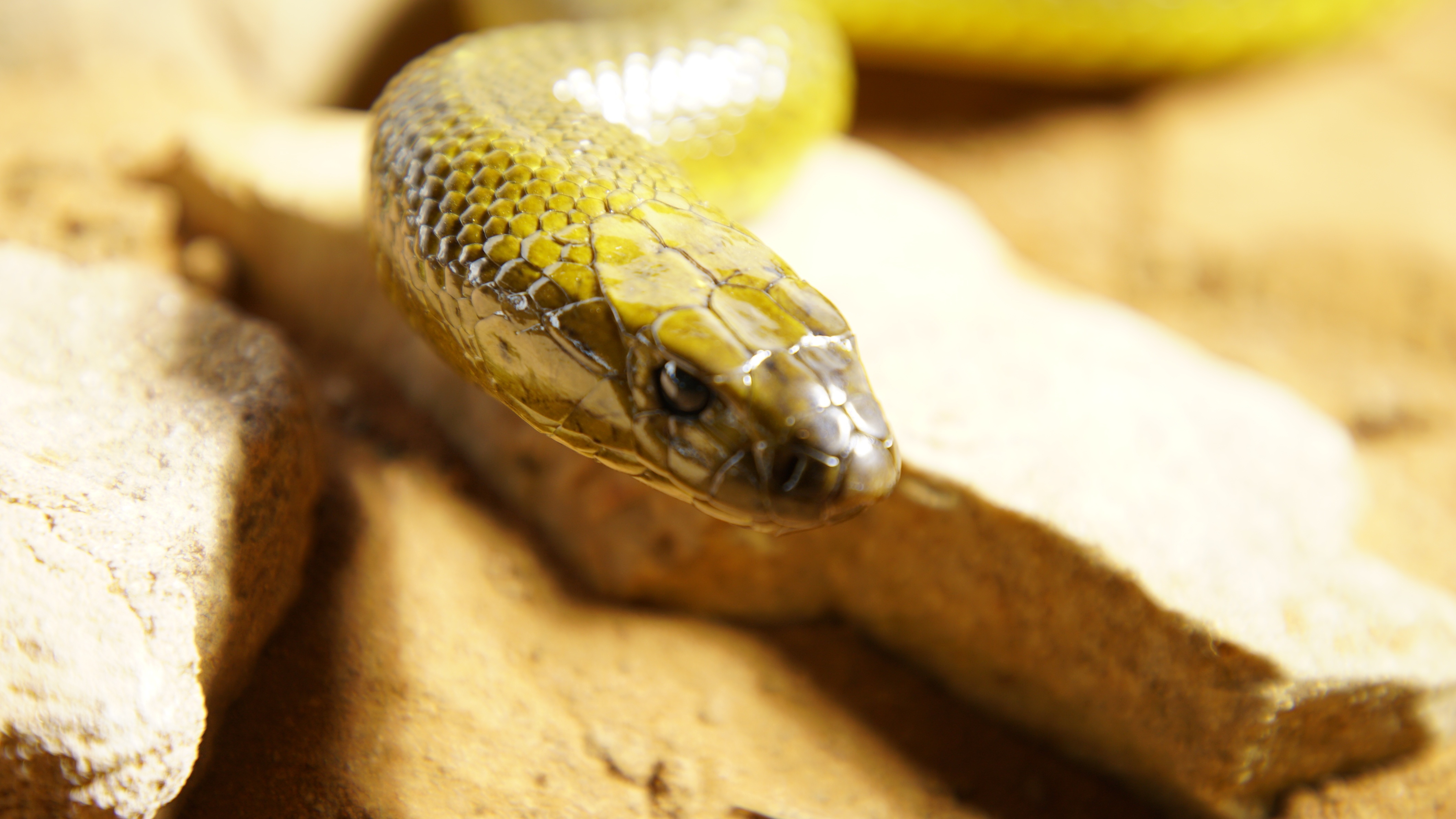 Un monde mortel  redoutables serpents de l’Indopacifique (3).jpg