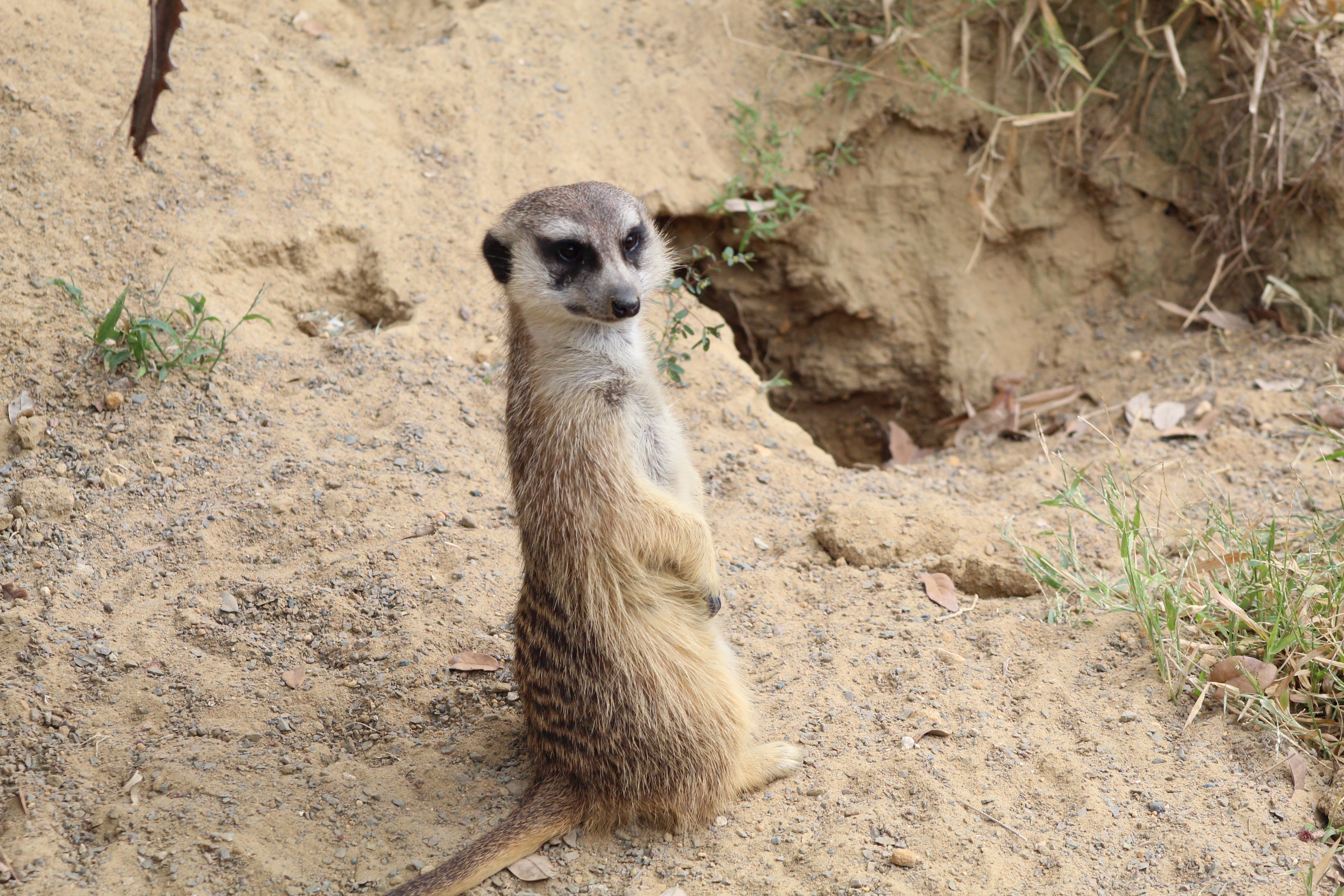 ZOO TAMPA Pourquoi est-elle si mêêê-chante  (2).jpg