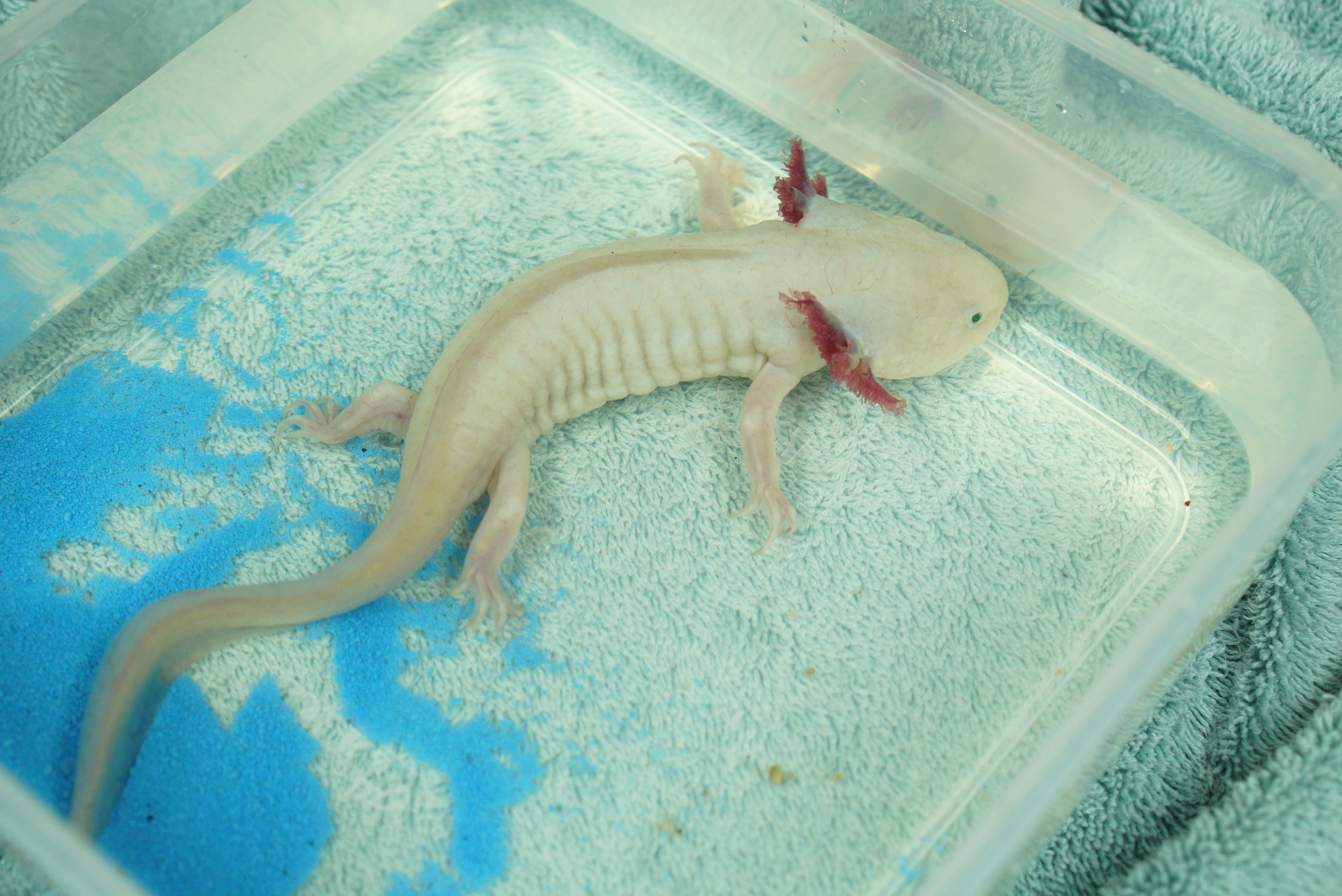 La clinique des animaux exotiques  Cas peu communs (1).jpg