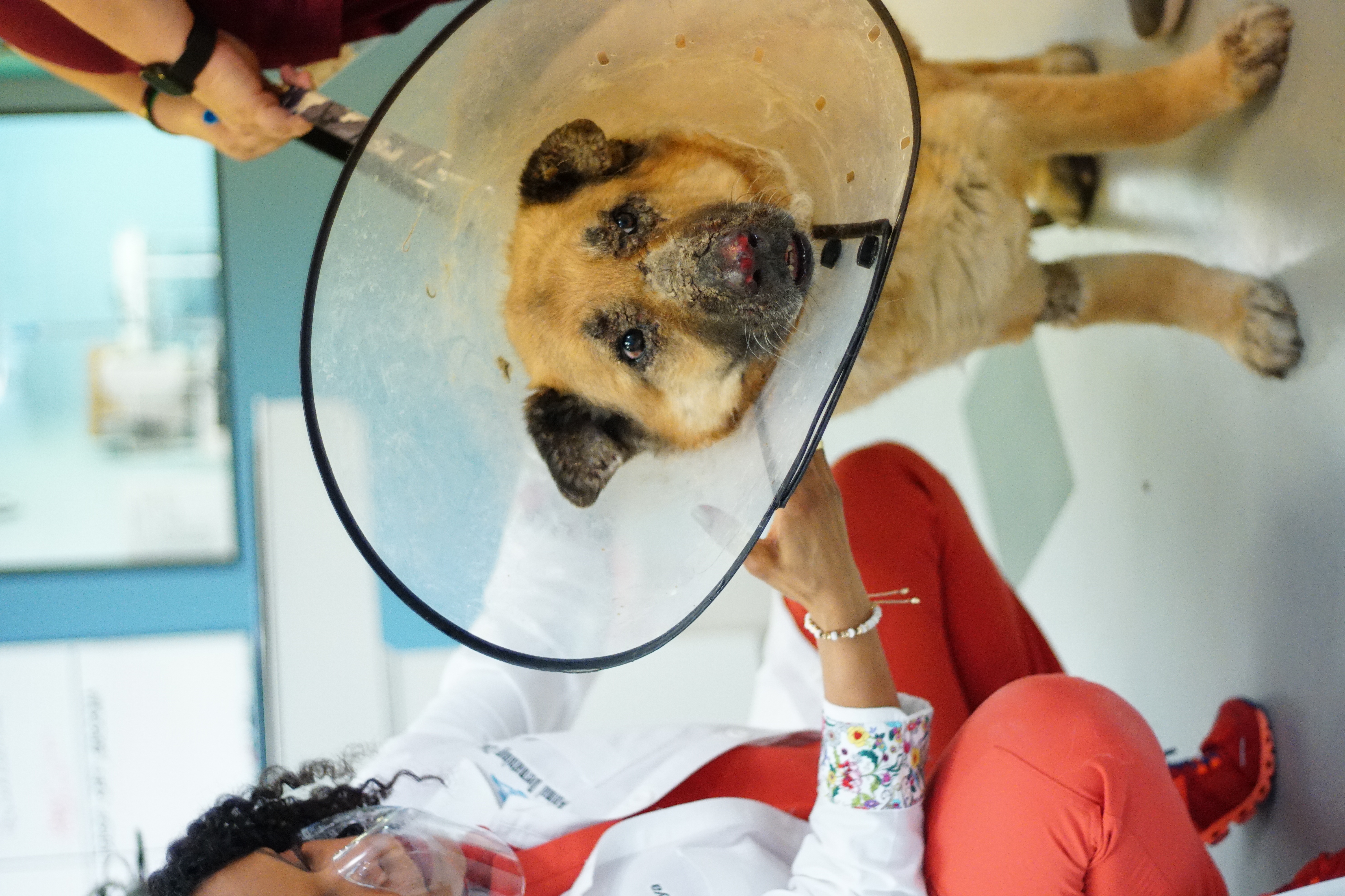 Pop Goes the Vet with Dr. Joya (2).jpg