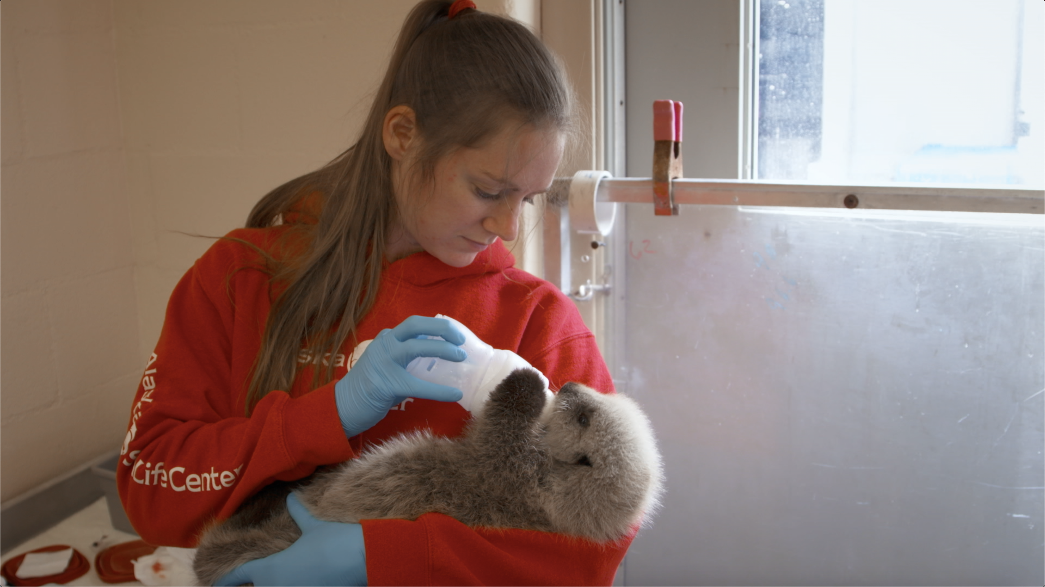 SOS Animaux Alaska (2).png