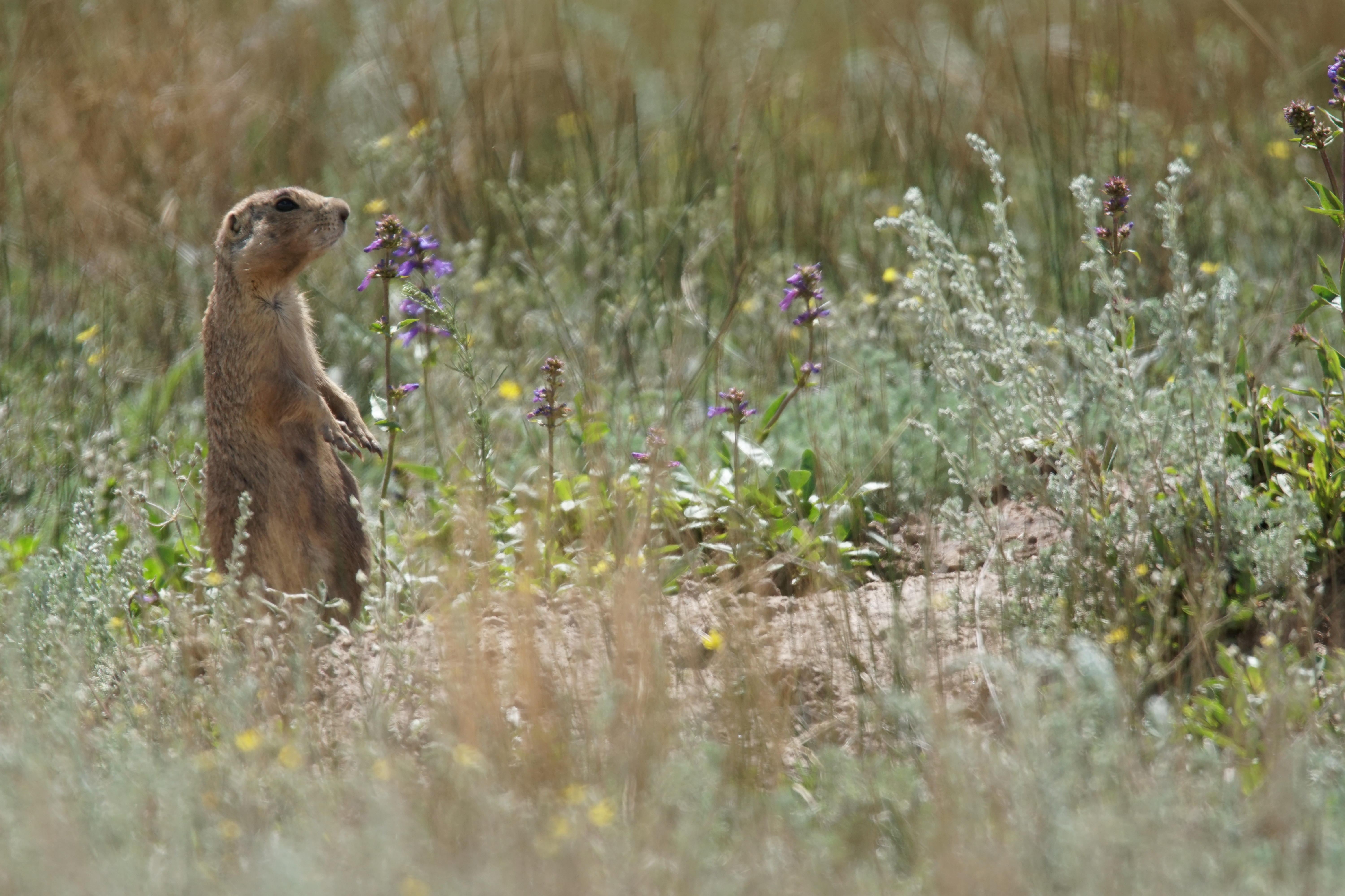 La clinique des animaux exotiques -  Chien de prairie domestique 1.jpg
