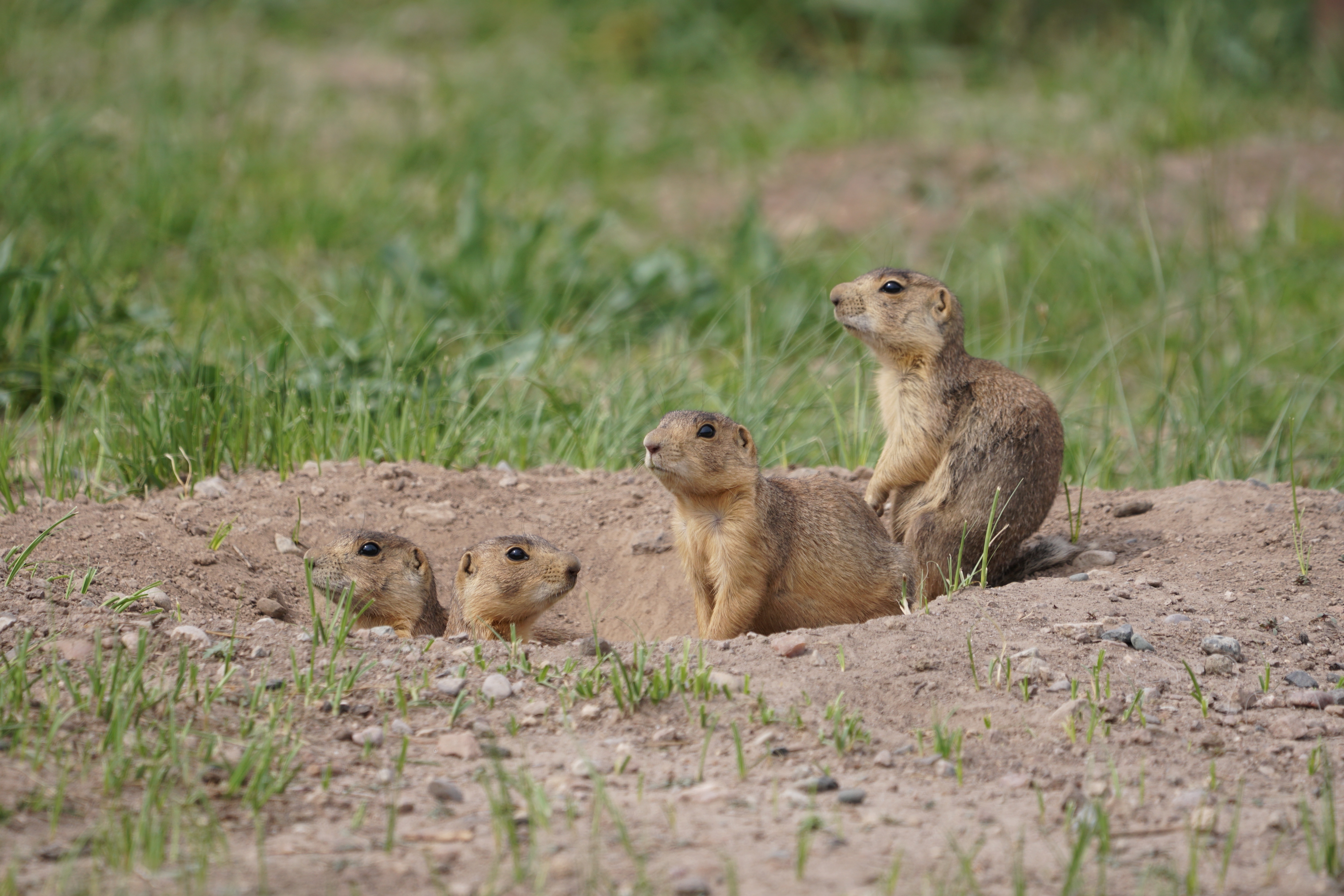 La clinique des animaux exotiques -  Chien de prairie domestique 3.jpg