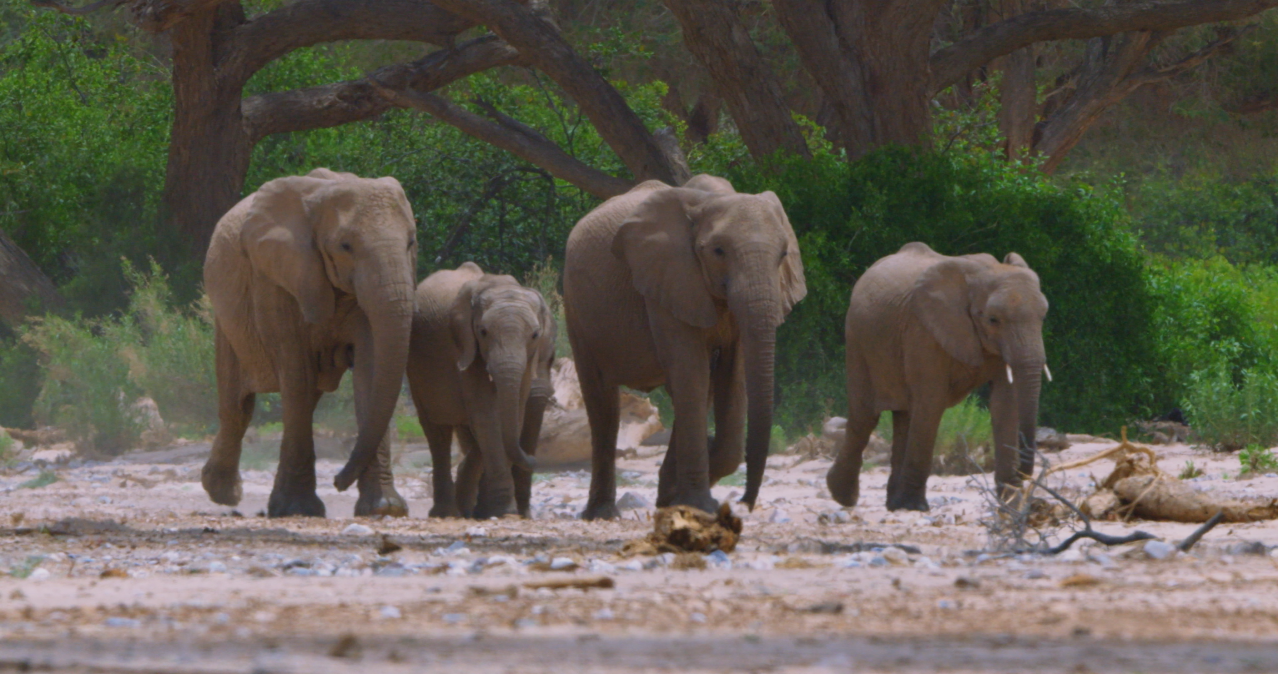 Africa's Deadliest (5).tif