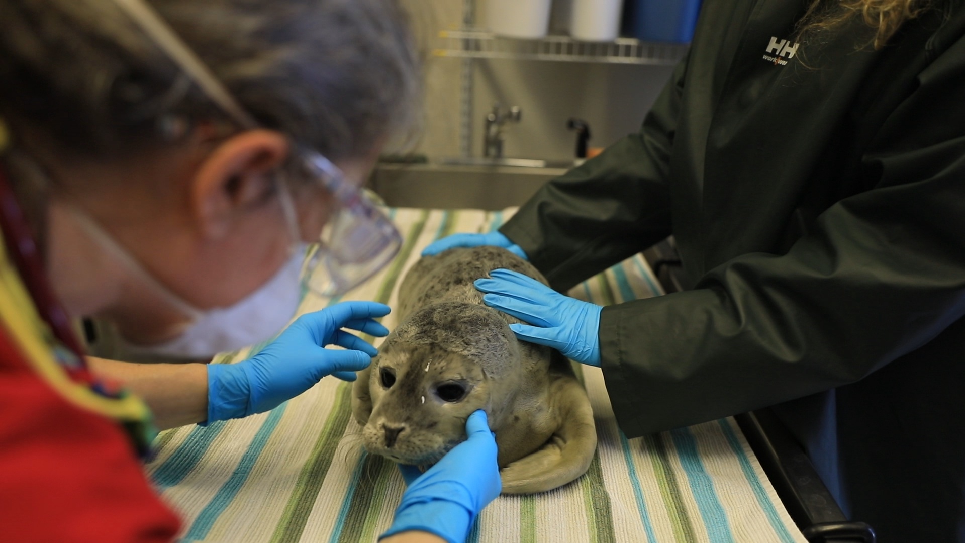 SOS ANIMAUX ALASKA - Porc-épic et colégram (1).jpg